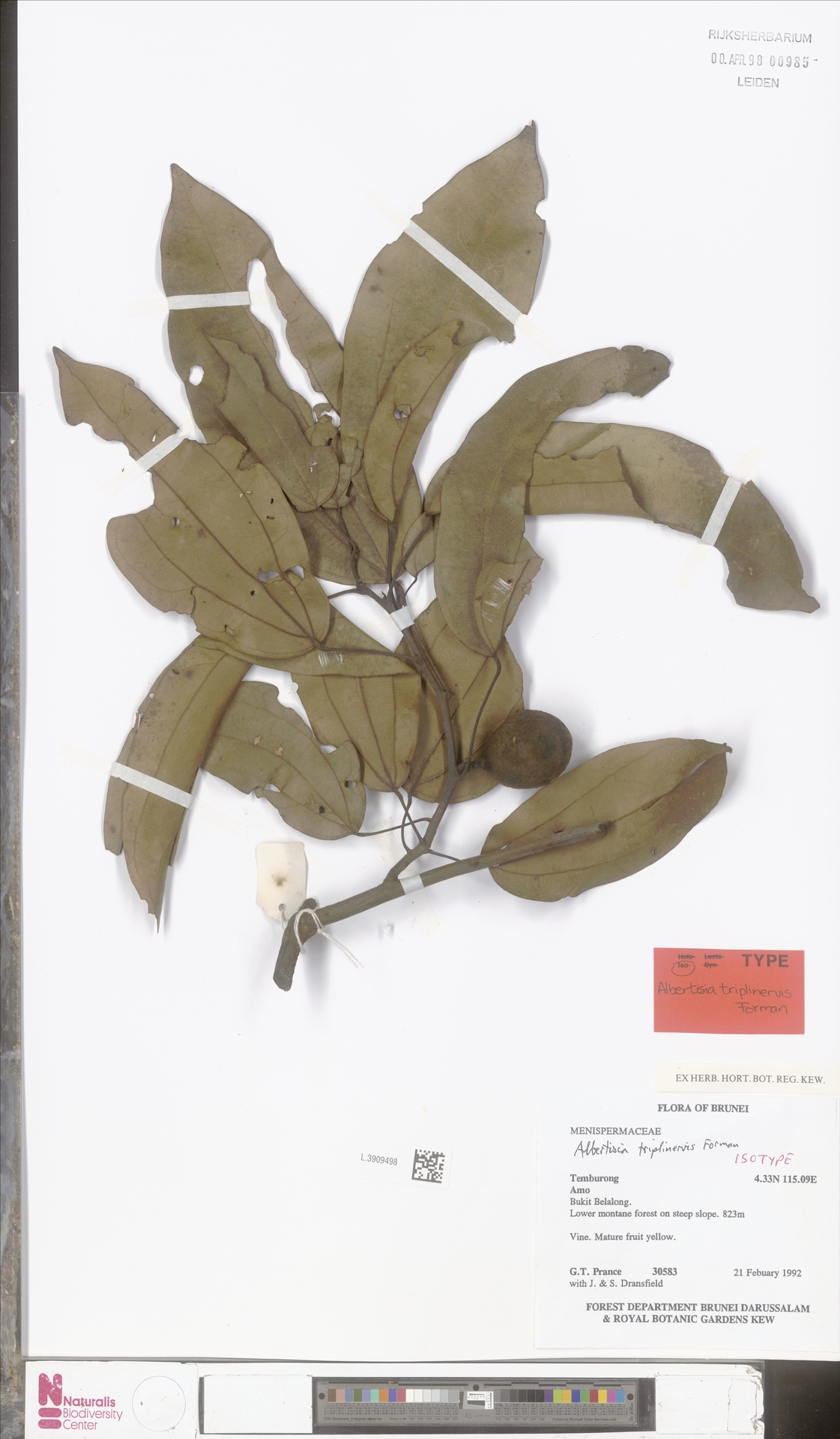 Albertisia triplinervis