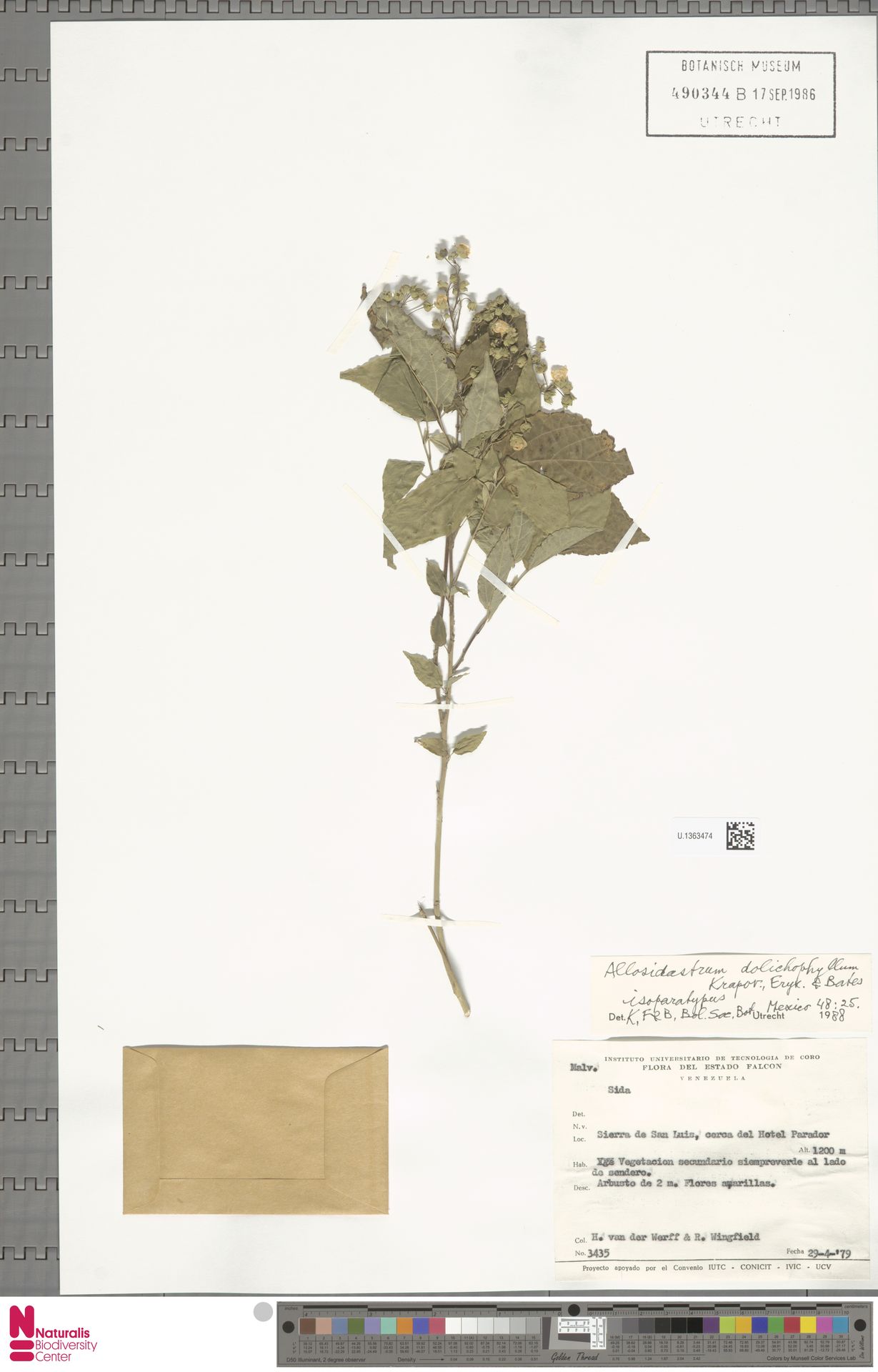 Allosidastrum dolichophyllum