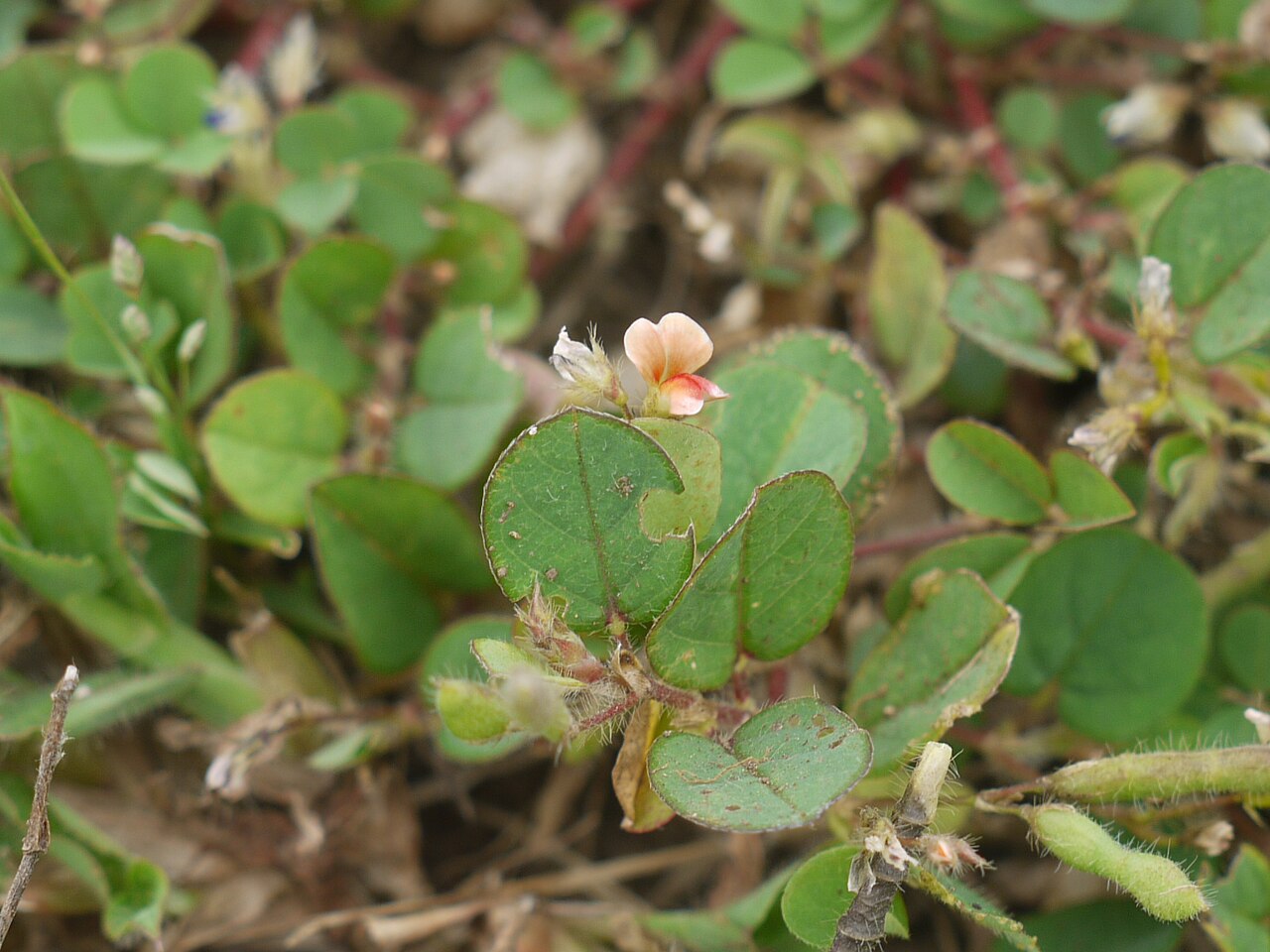Alysicarpus hamosus