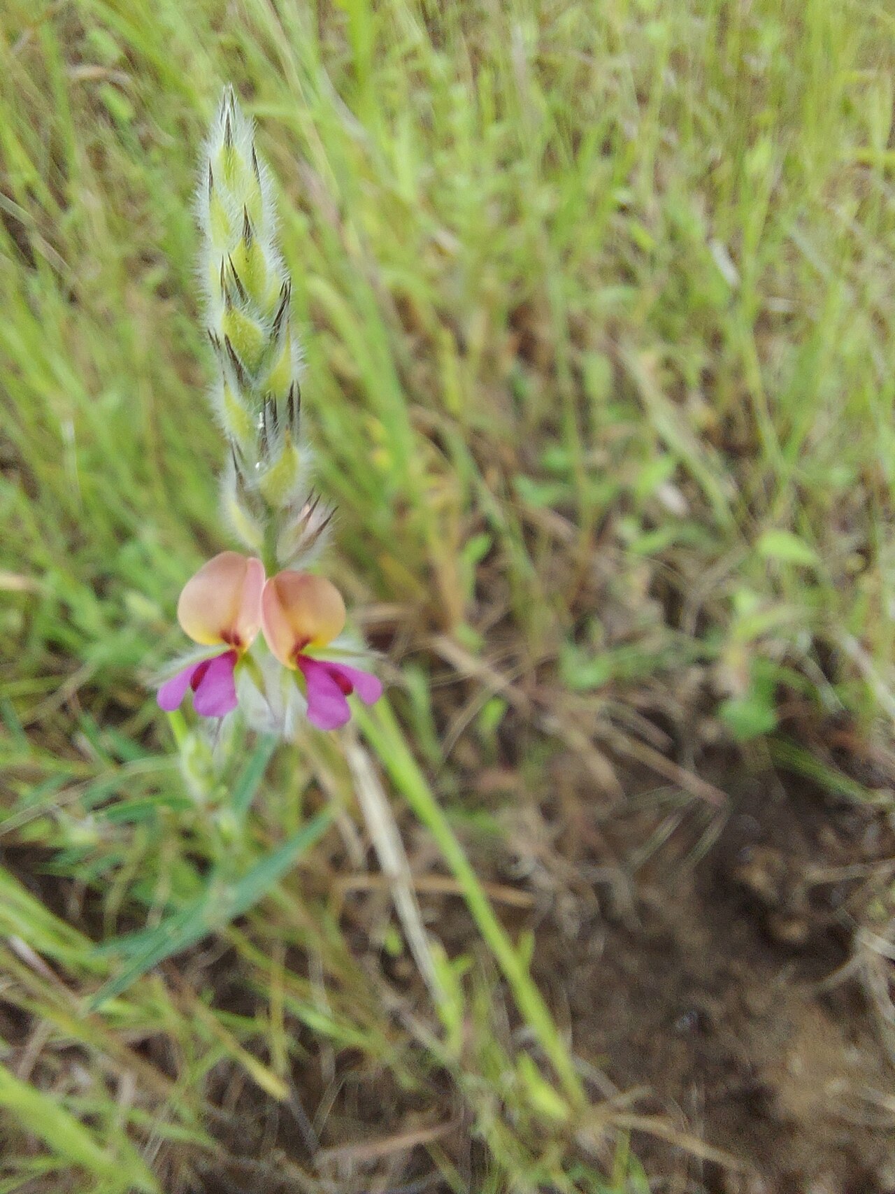 Alysicarpus pubescens