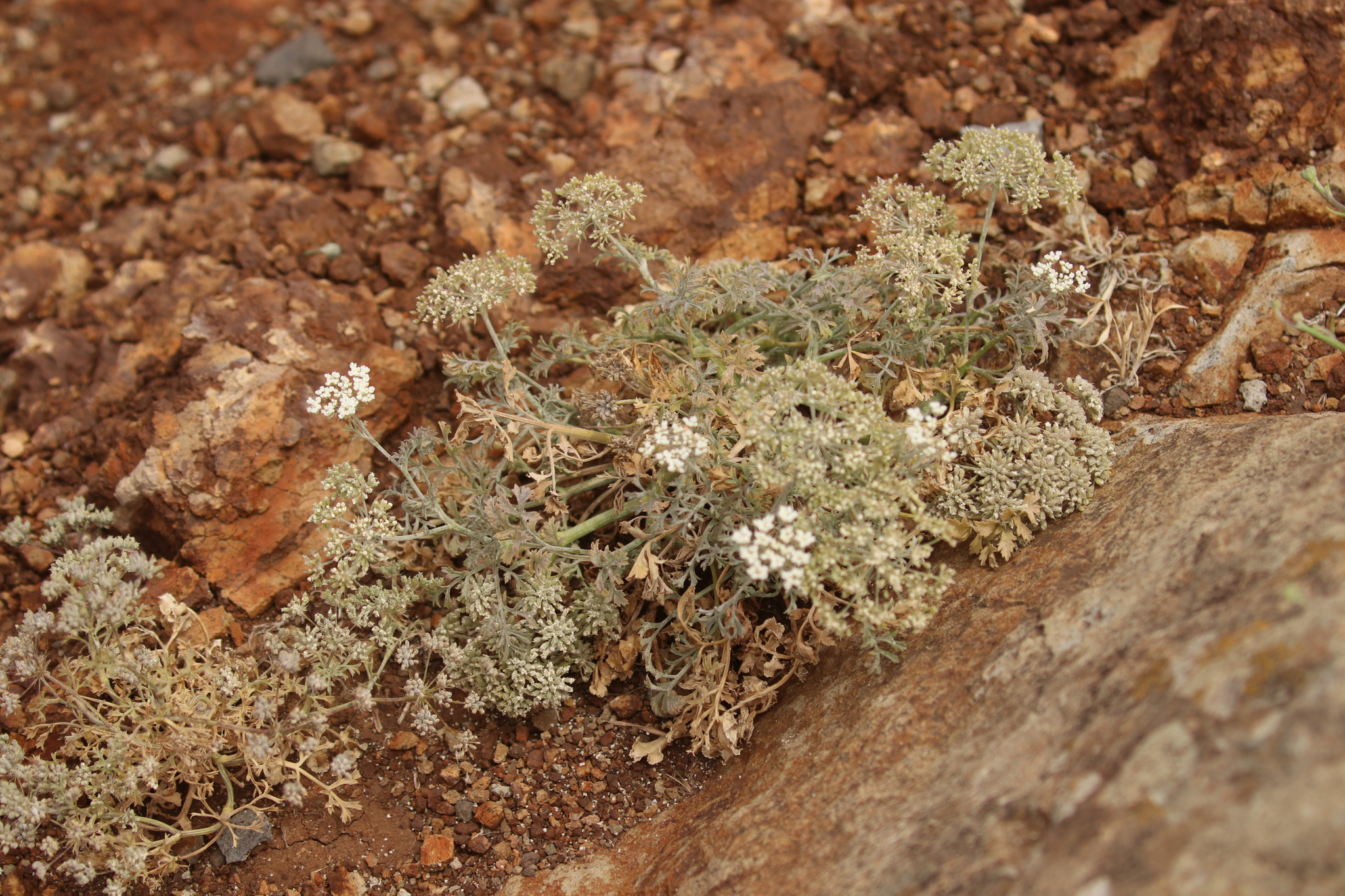 Ammi procerum