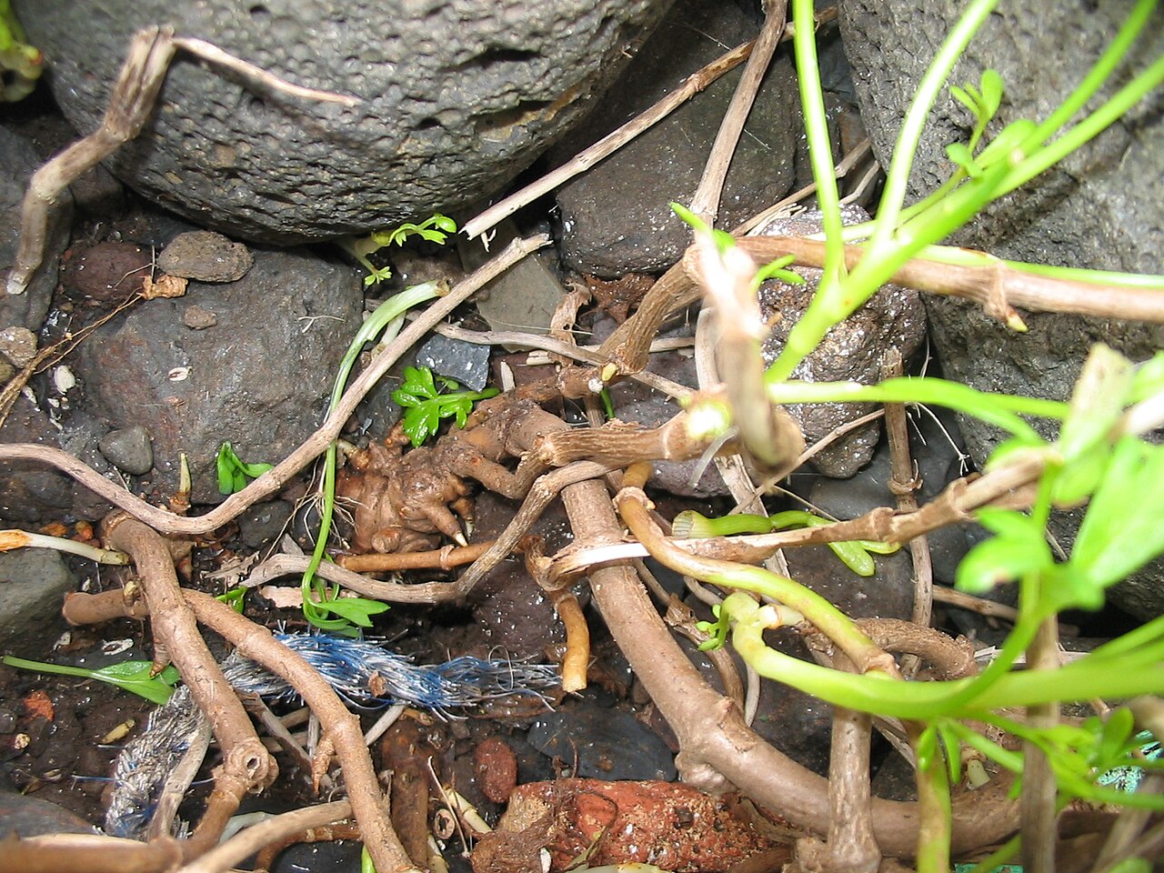 Ammi trifoliatum