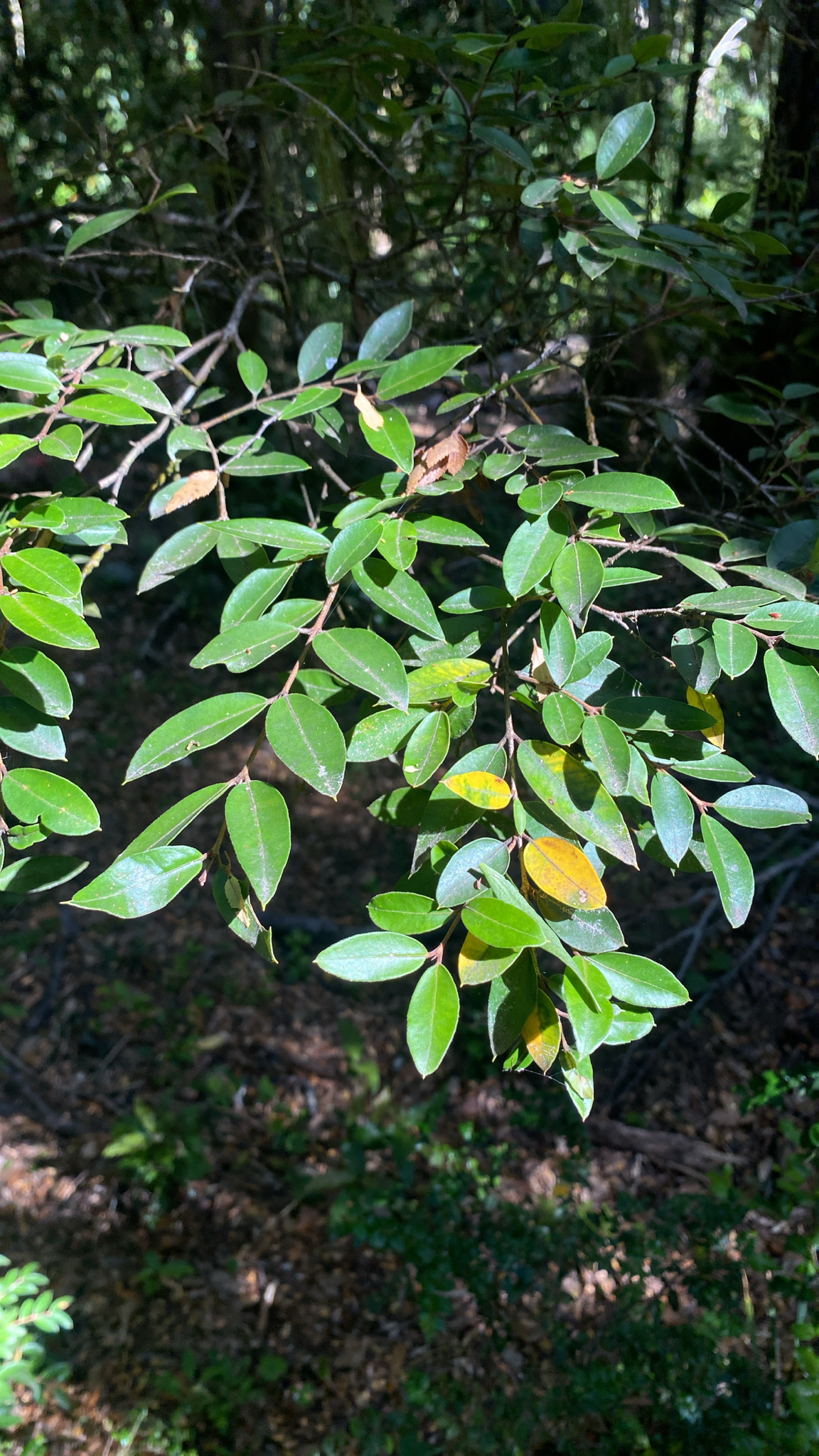 Amomyrtus luma