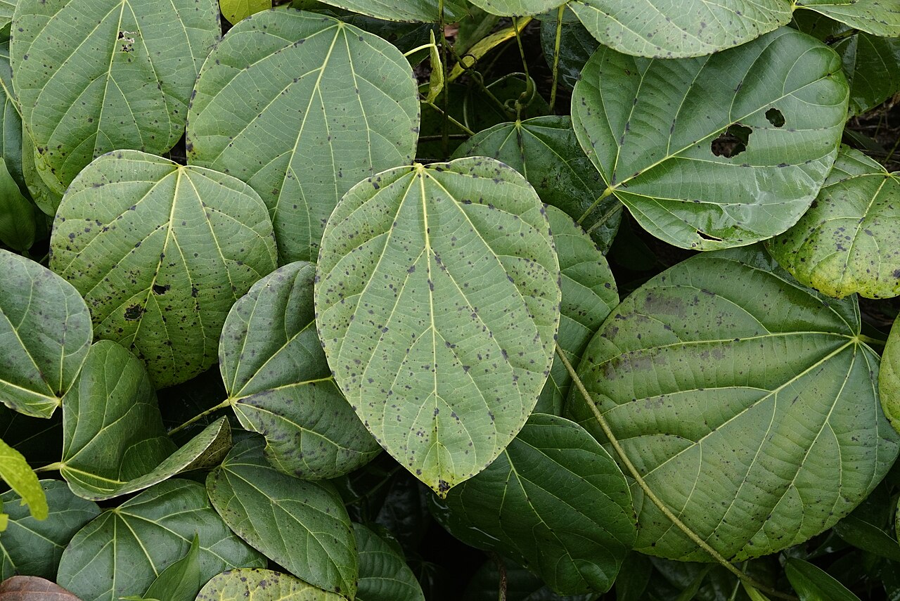 Anamirta cocculus