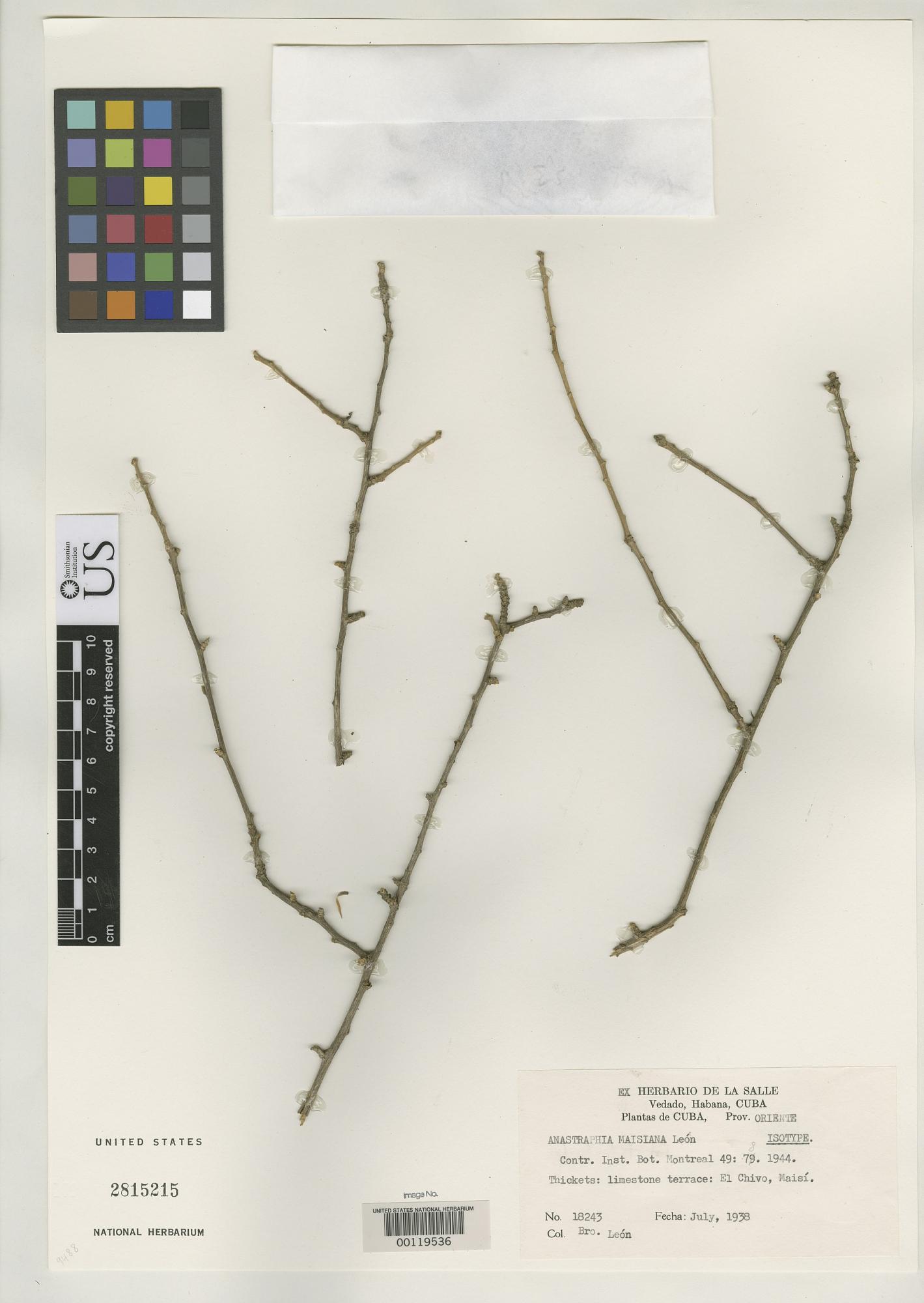 Anastraphia maisiana