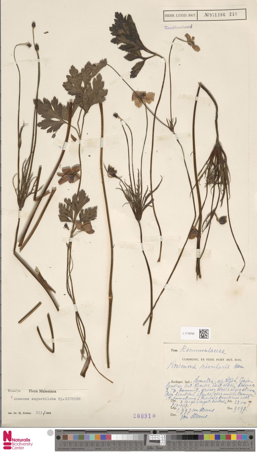 Anemone angustiloba