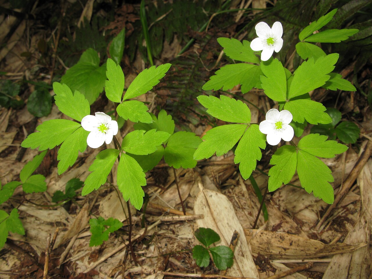 Anemone yezoensis
