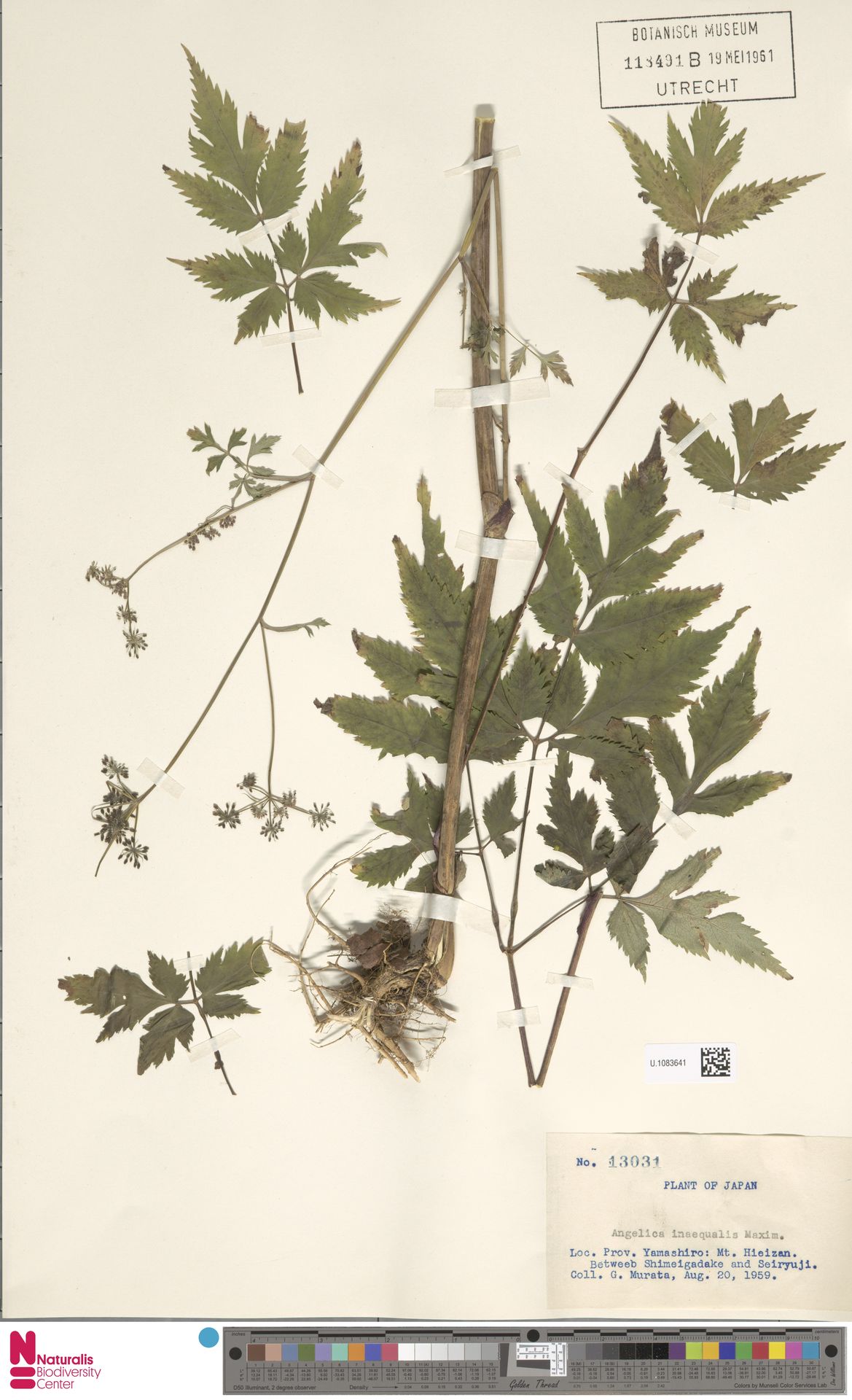Angelica inaequalis