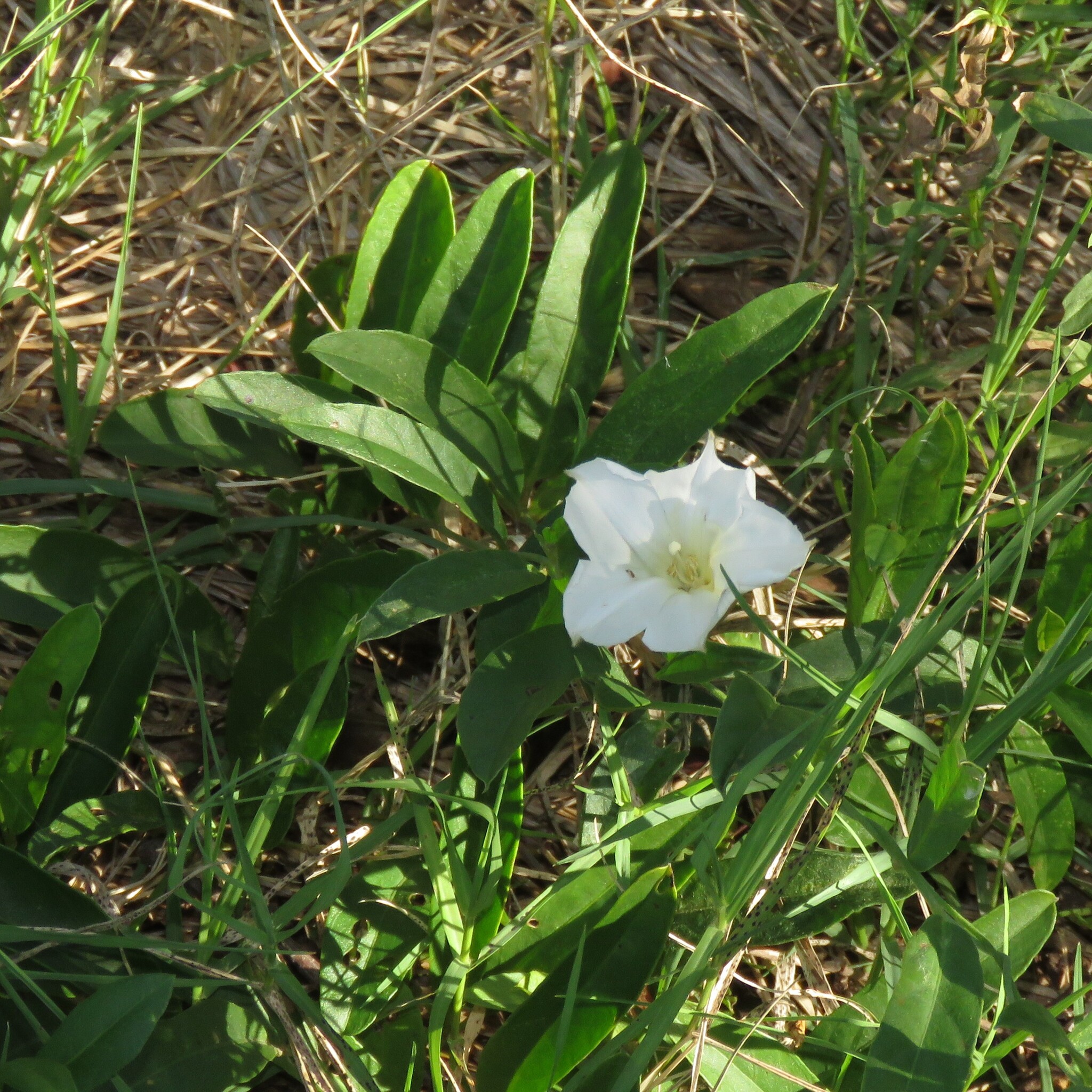 Aniseia argentina