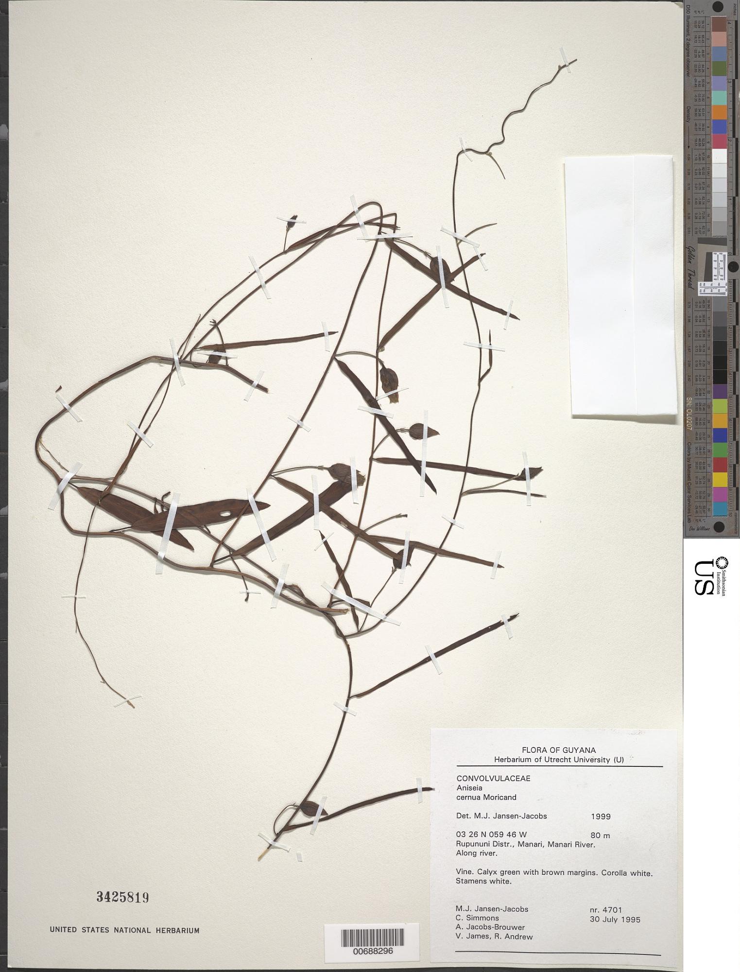 Aniseia cernua