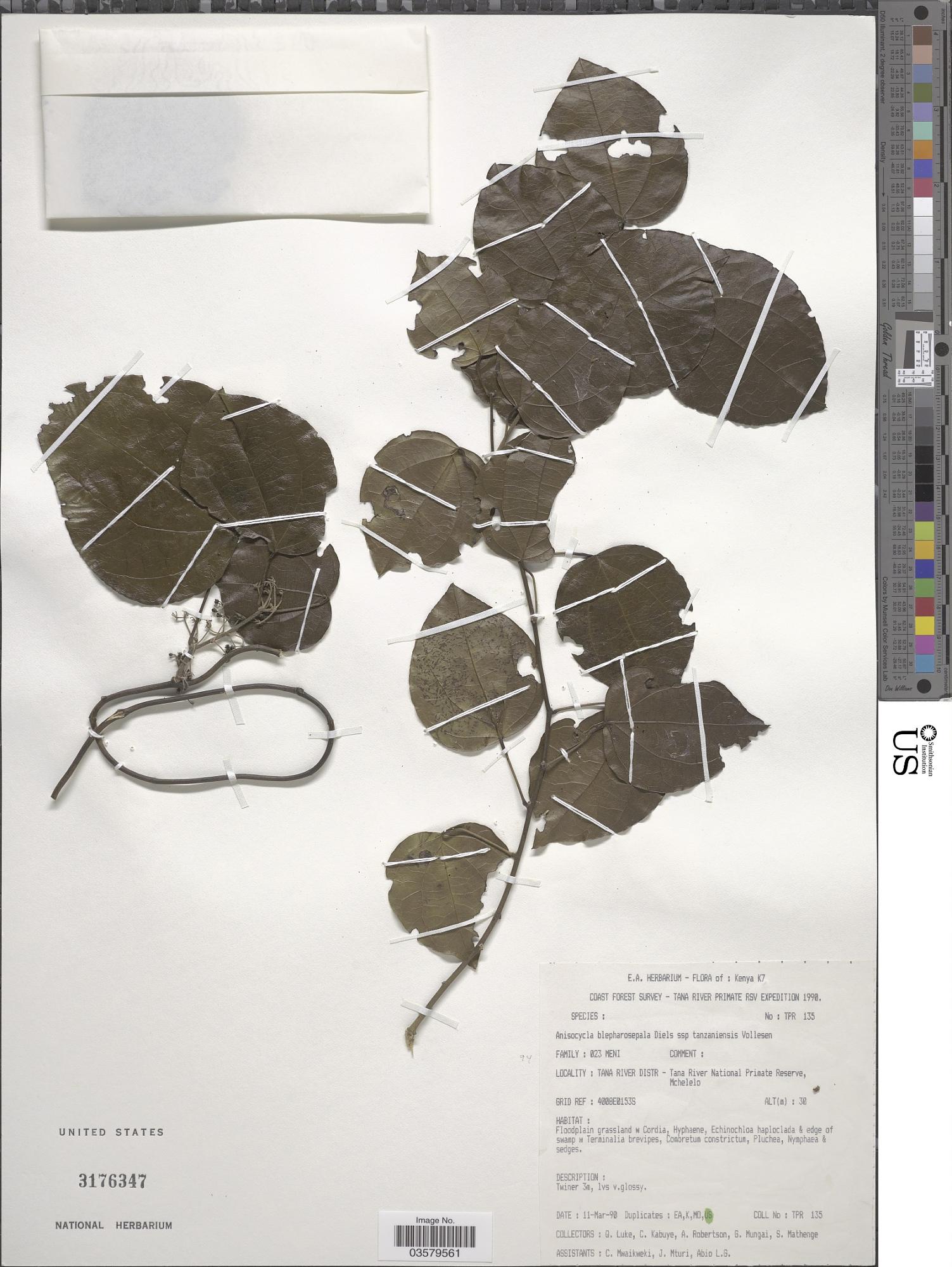 Anisocycla blepharosepala
