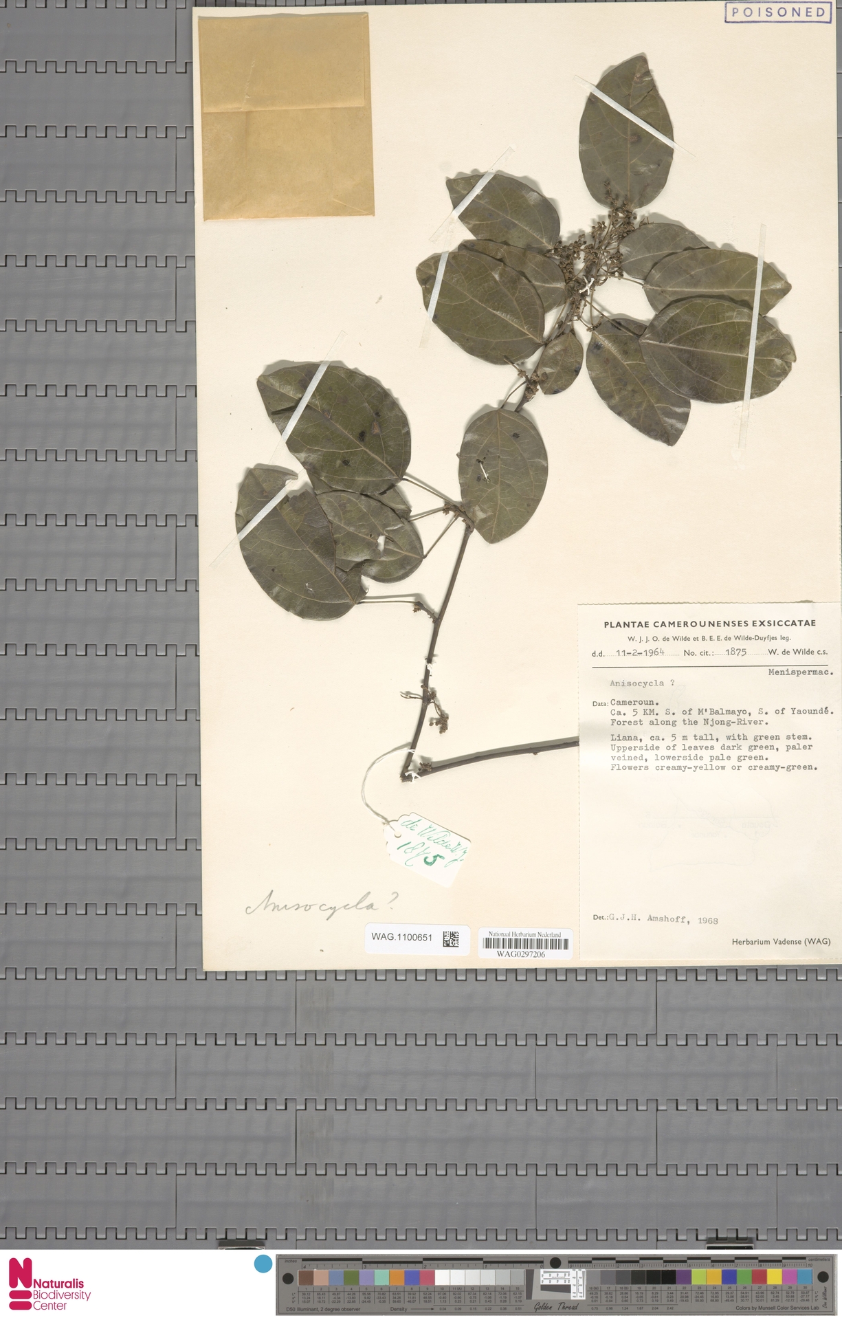 Anisocycla cymosa