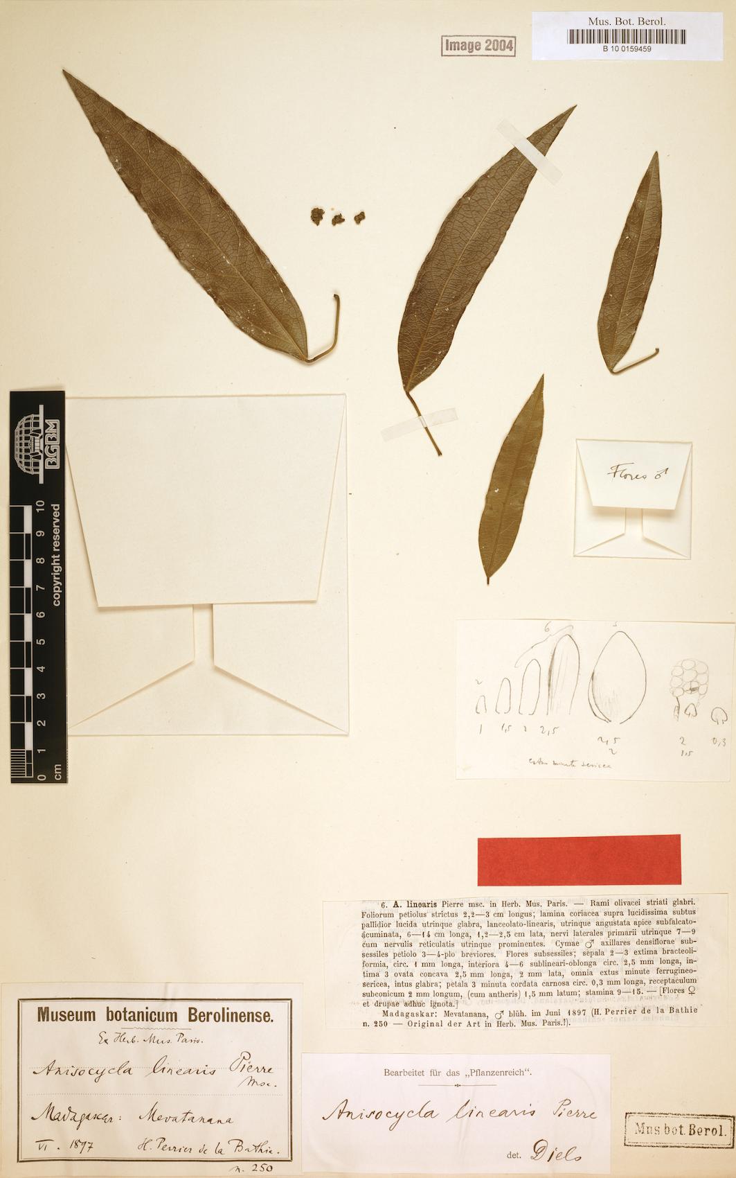 Anisocycla linearis