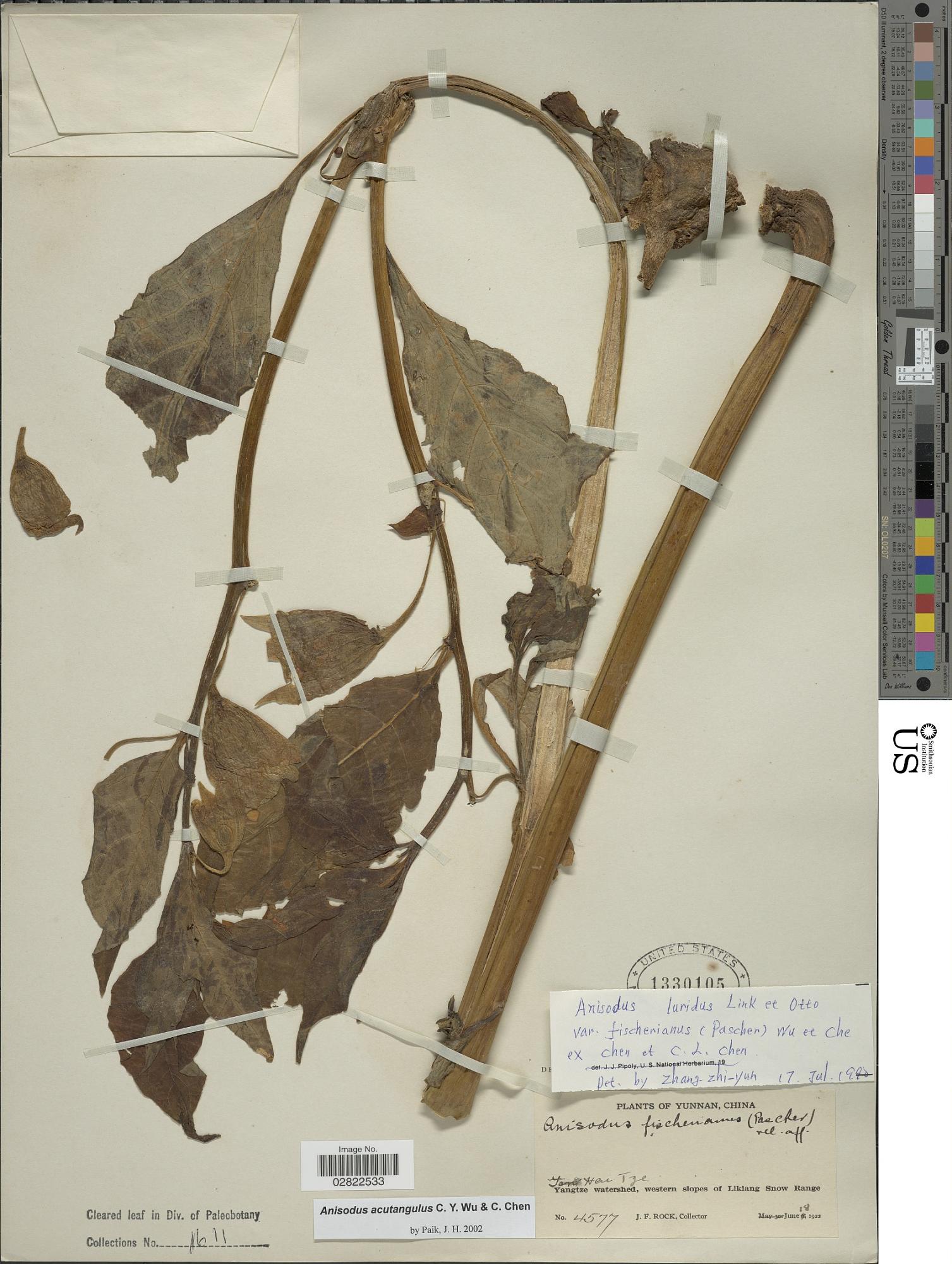 Anisodus acutangulus