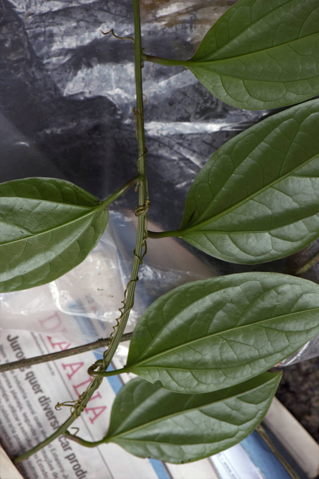 Anisosperma passiflora