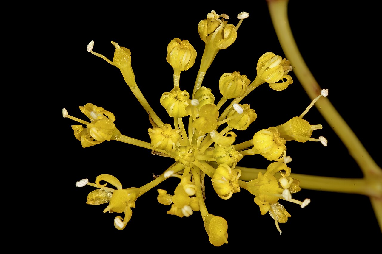 Annesorhiza altiscapa
