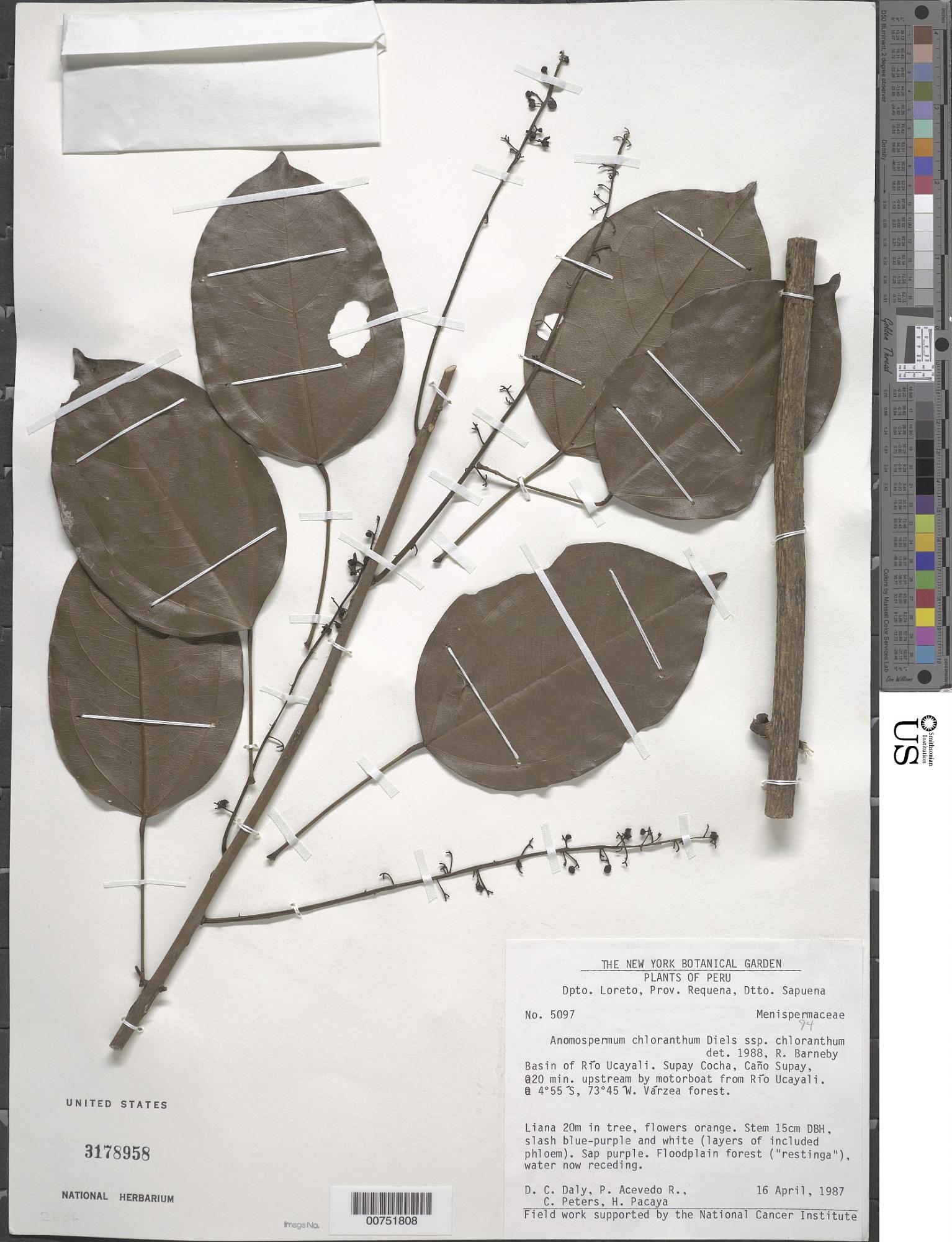Anomospermum chloranthum