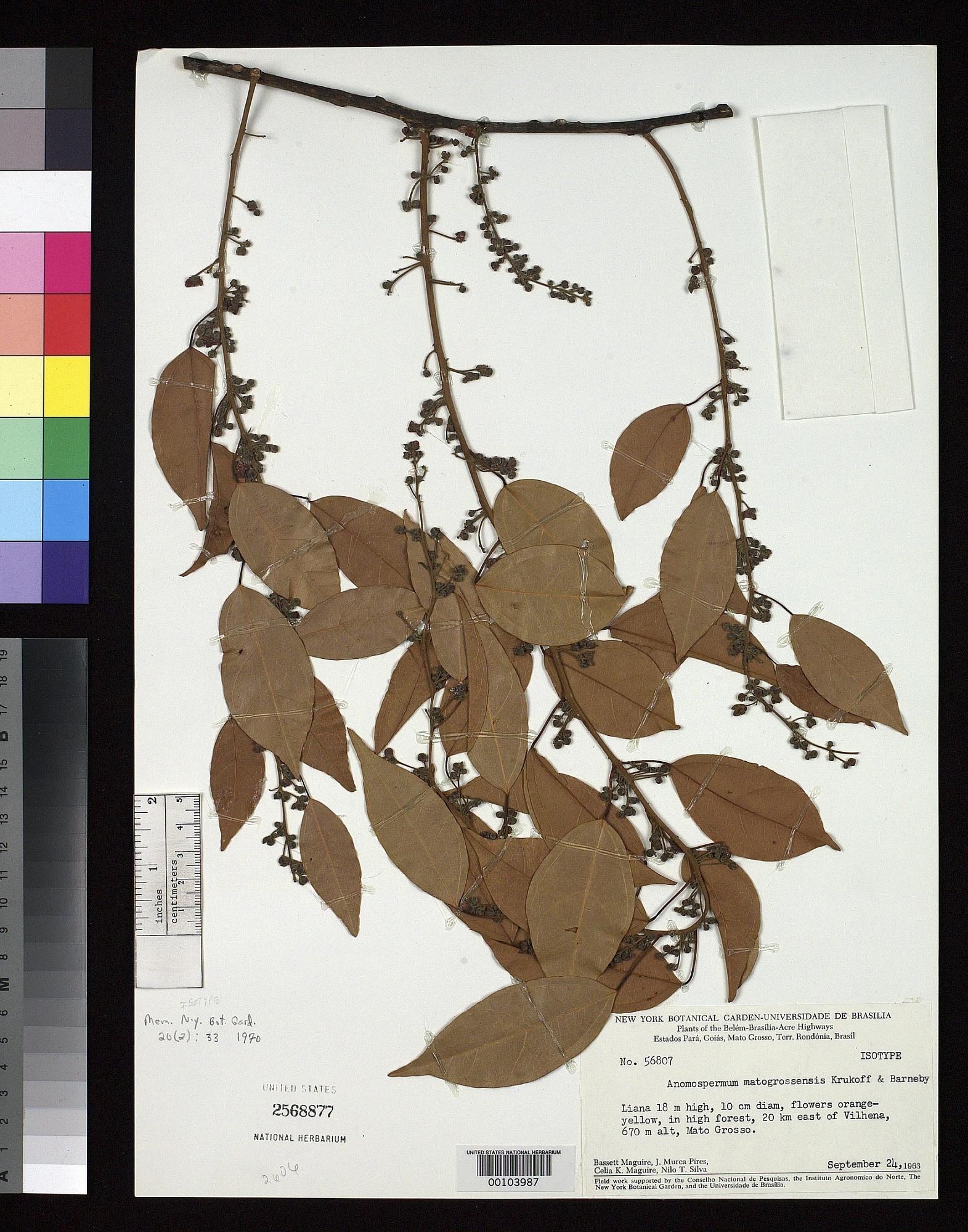Anomospermum matogrossense