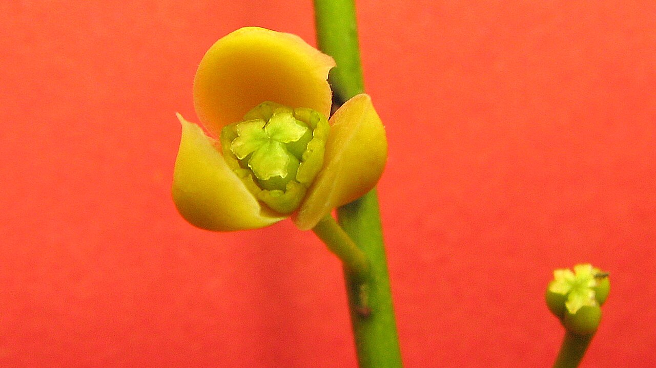 Anomospermum reticulatum
