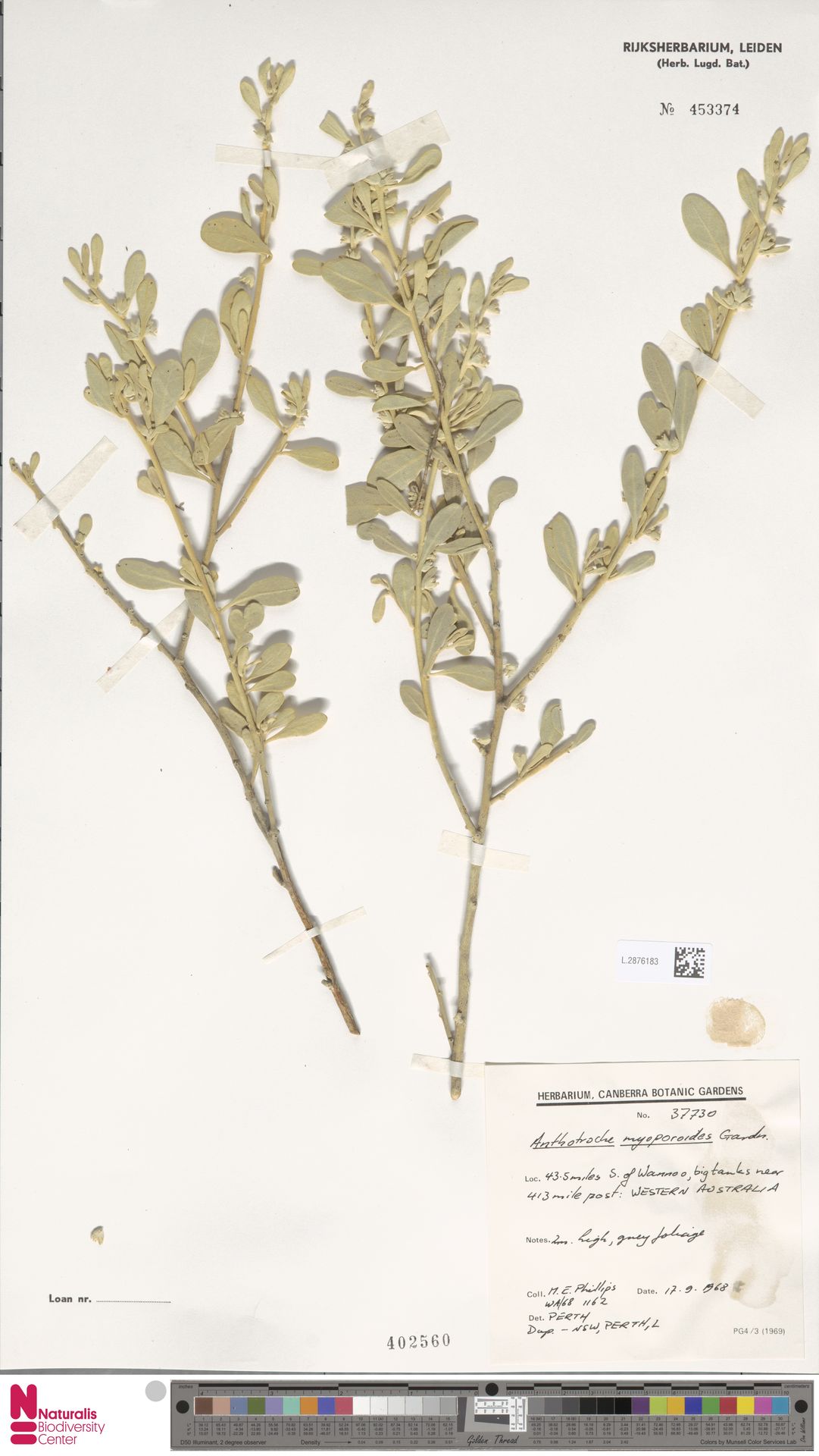 Anthotroche myoporoides