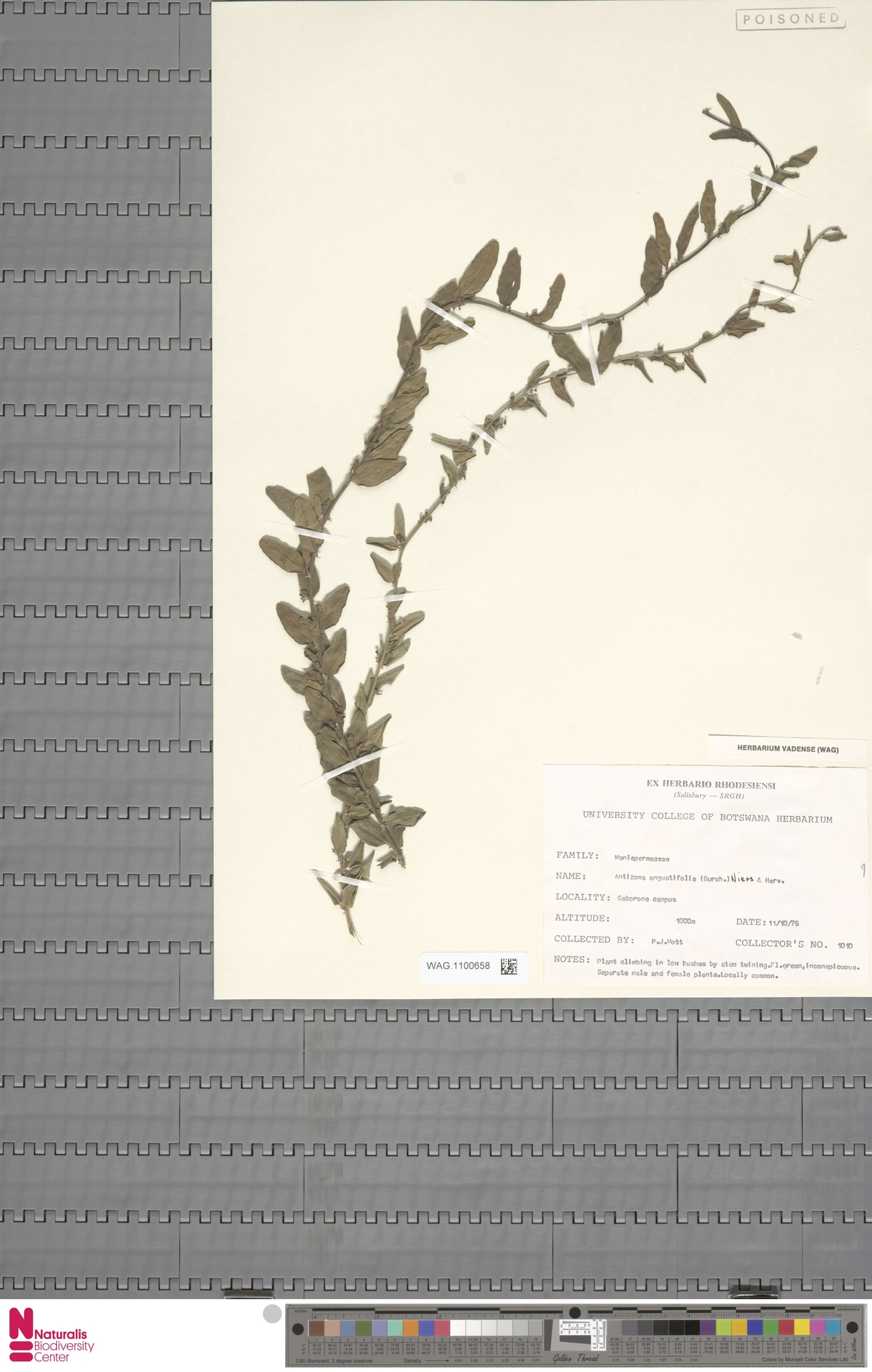 Antizoma angustifolia