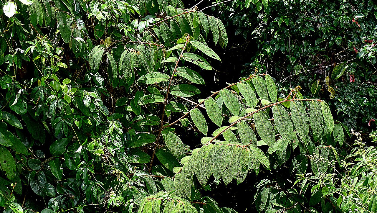 Apeiba albiflora