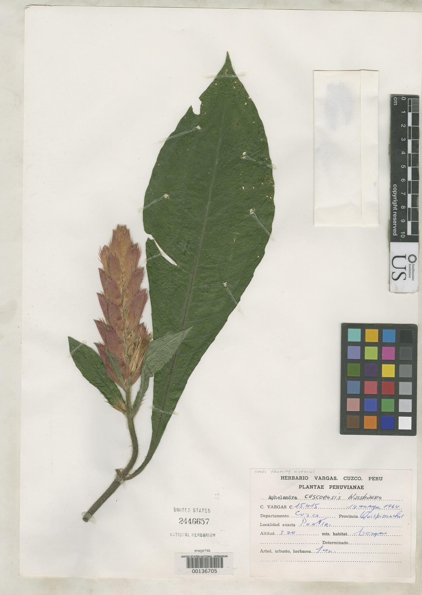 Aphelandra cuscoensis