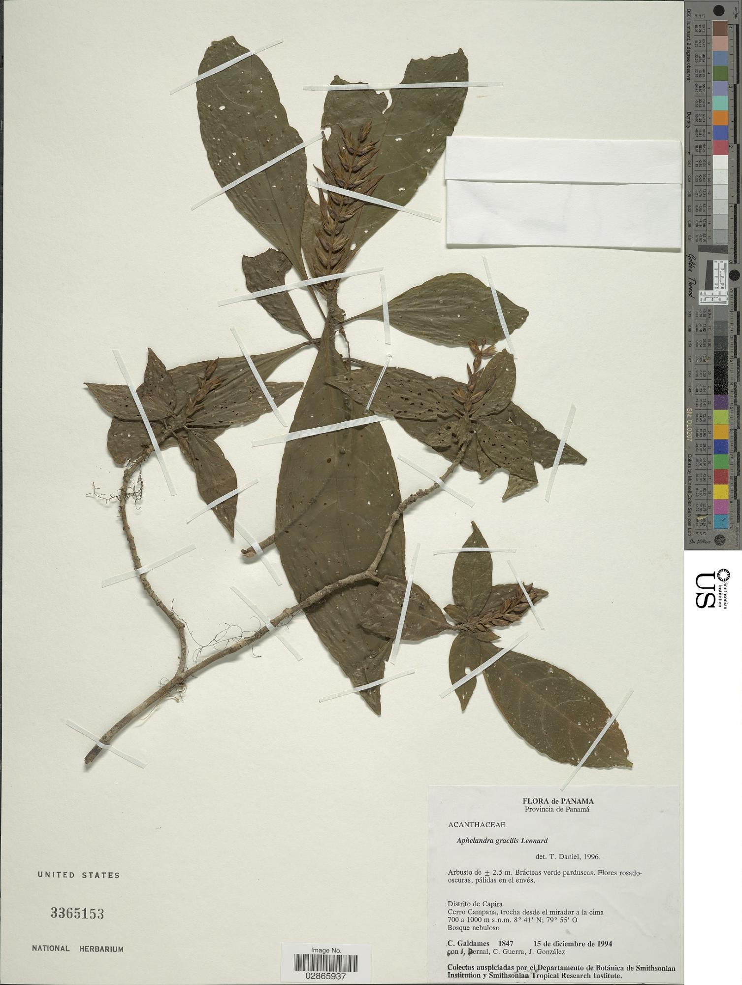 Aphelandra gracilis