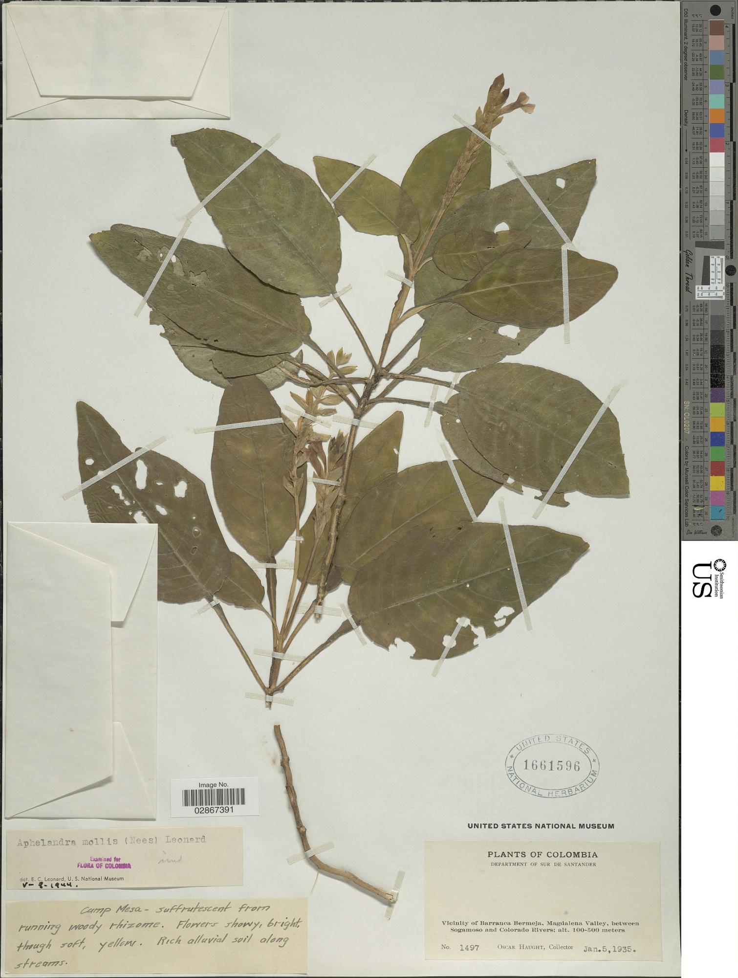 Aphelandra mollis