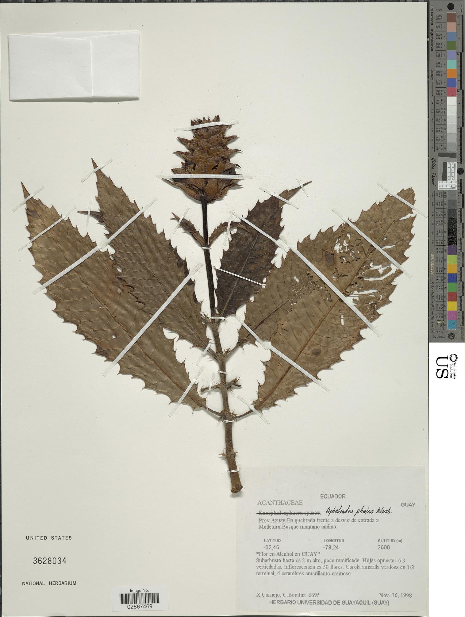 Aphelandra phaina