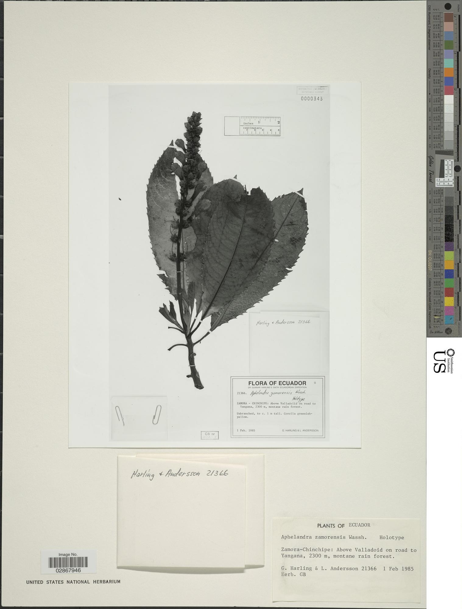 Aphelandra zamorensis