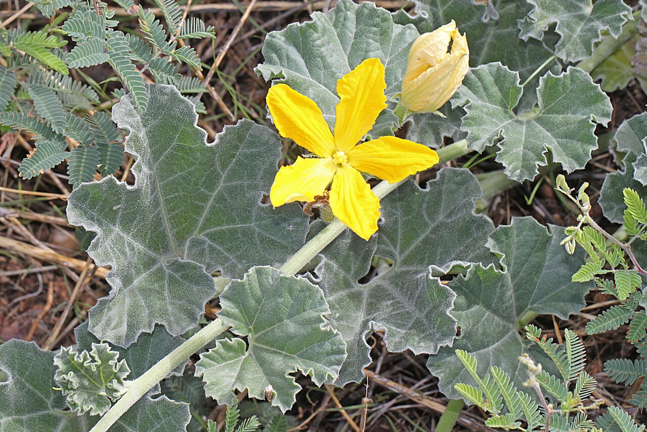 Apodanthera undulata