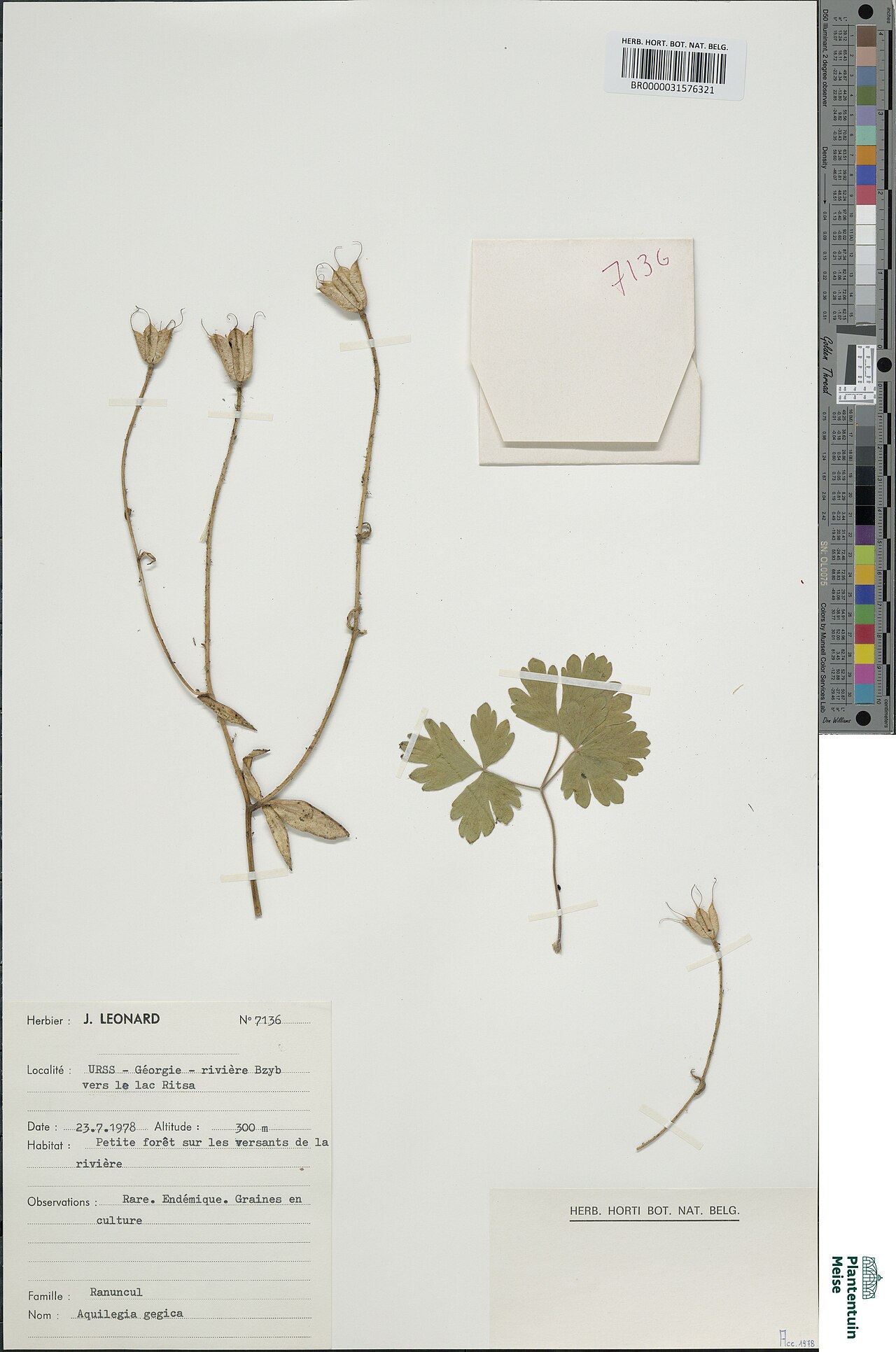 Aquilegia gegica