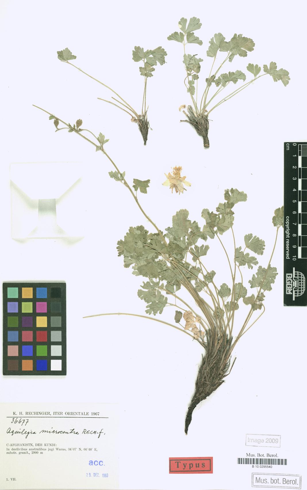 Aquilegia microcentra