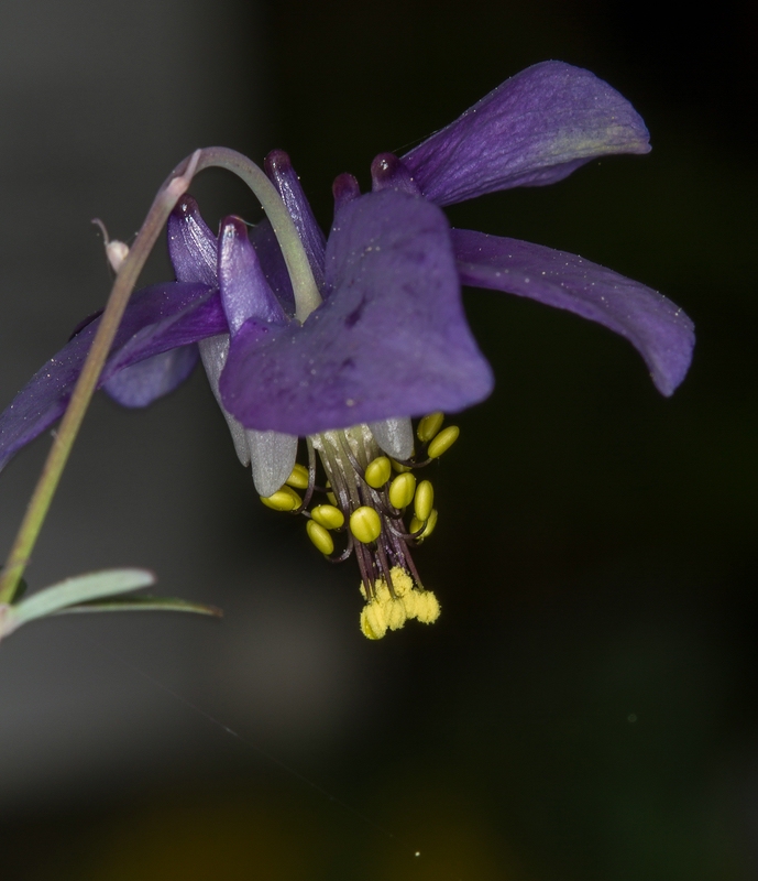 Aquilegia parviflora