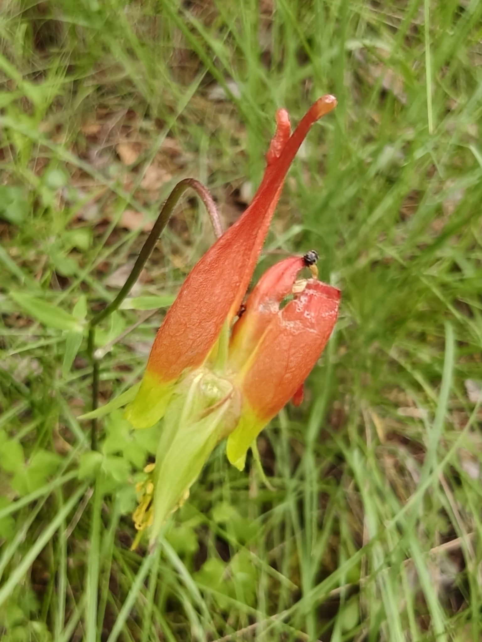 Aquilegia skinneri