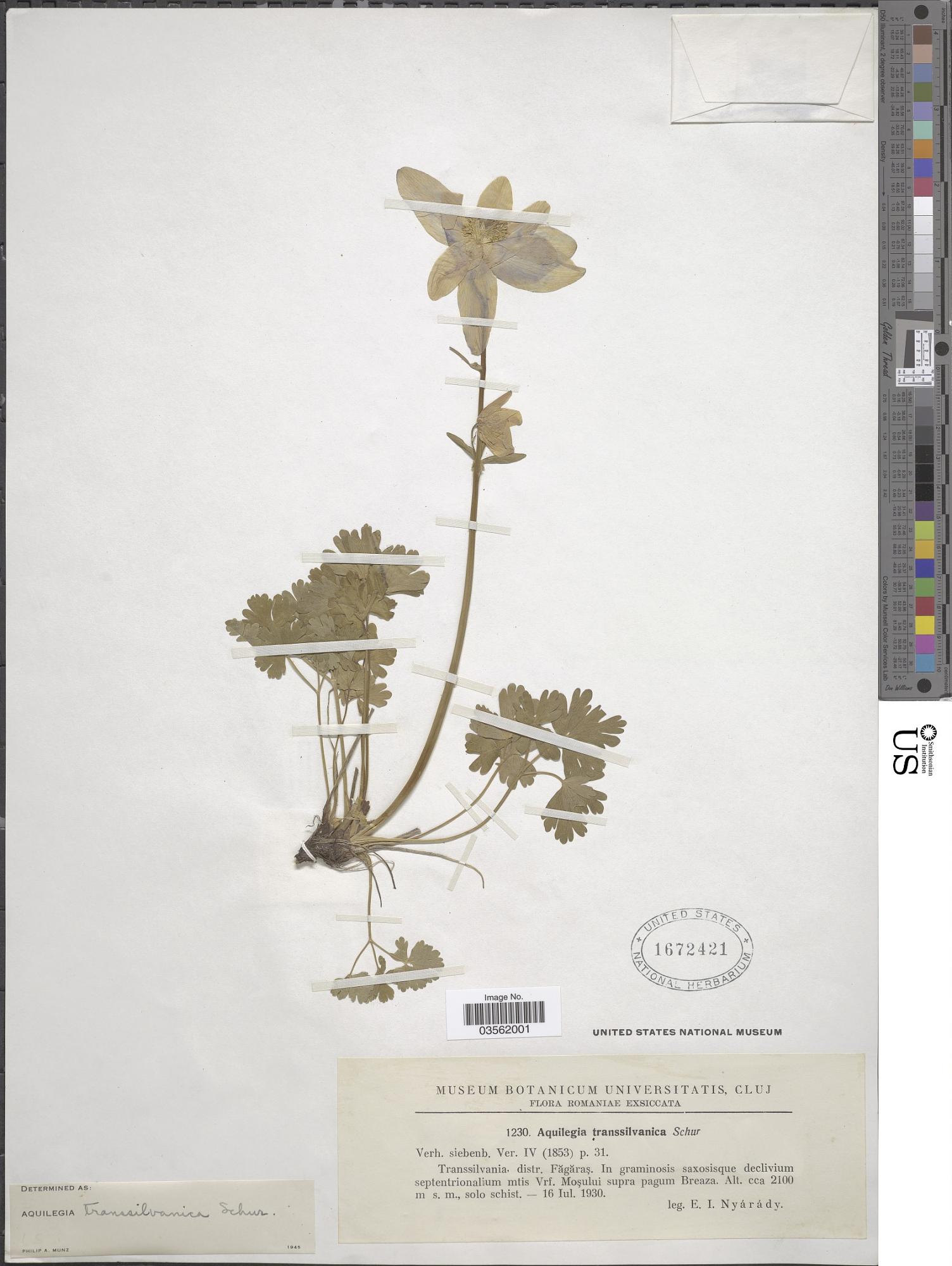 Aquilegia transsilvanica