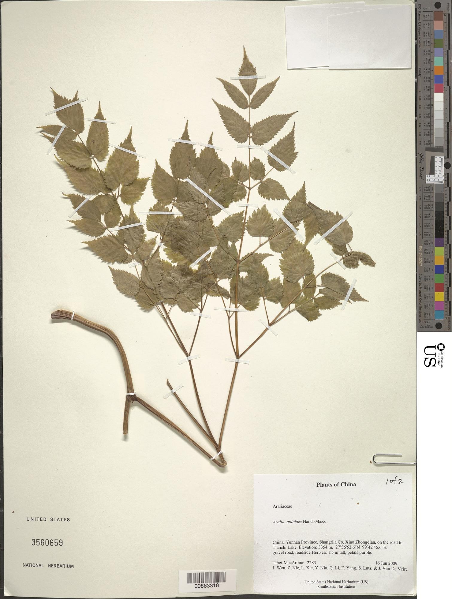 Aralia apioides
