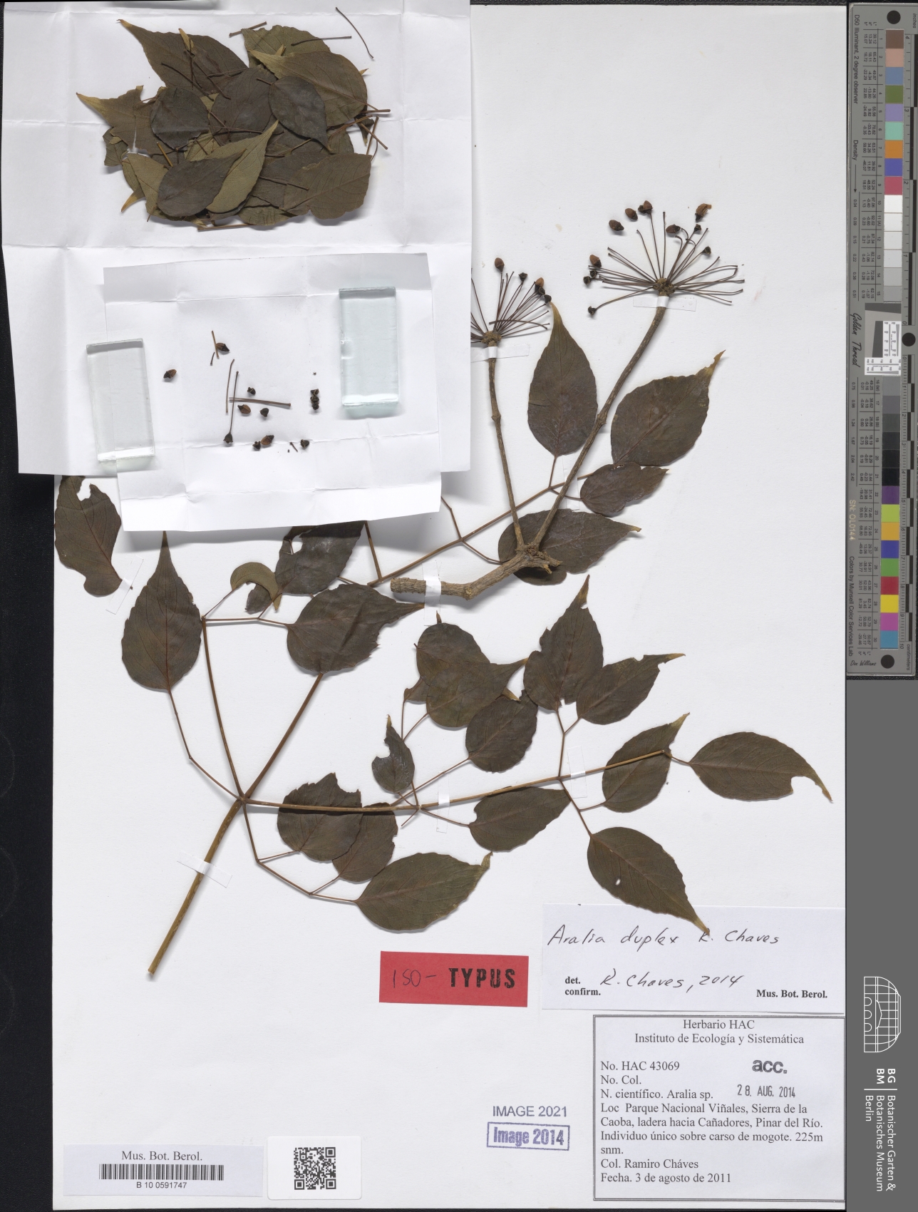 Aralia duplex