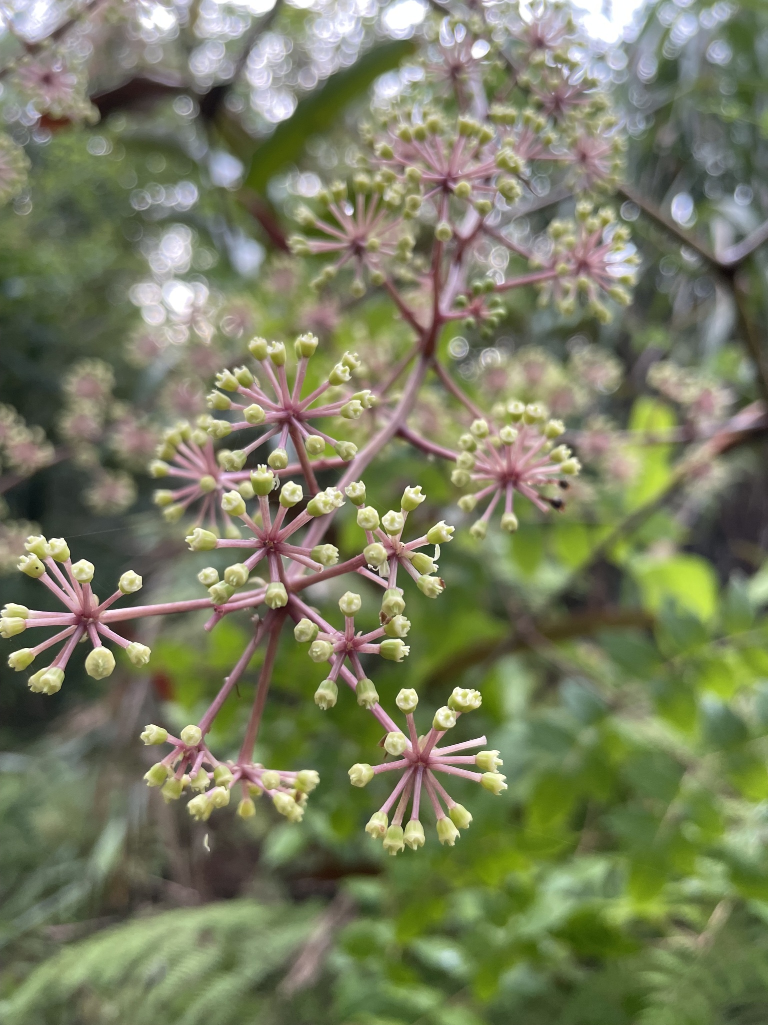 Aralia merrillii