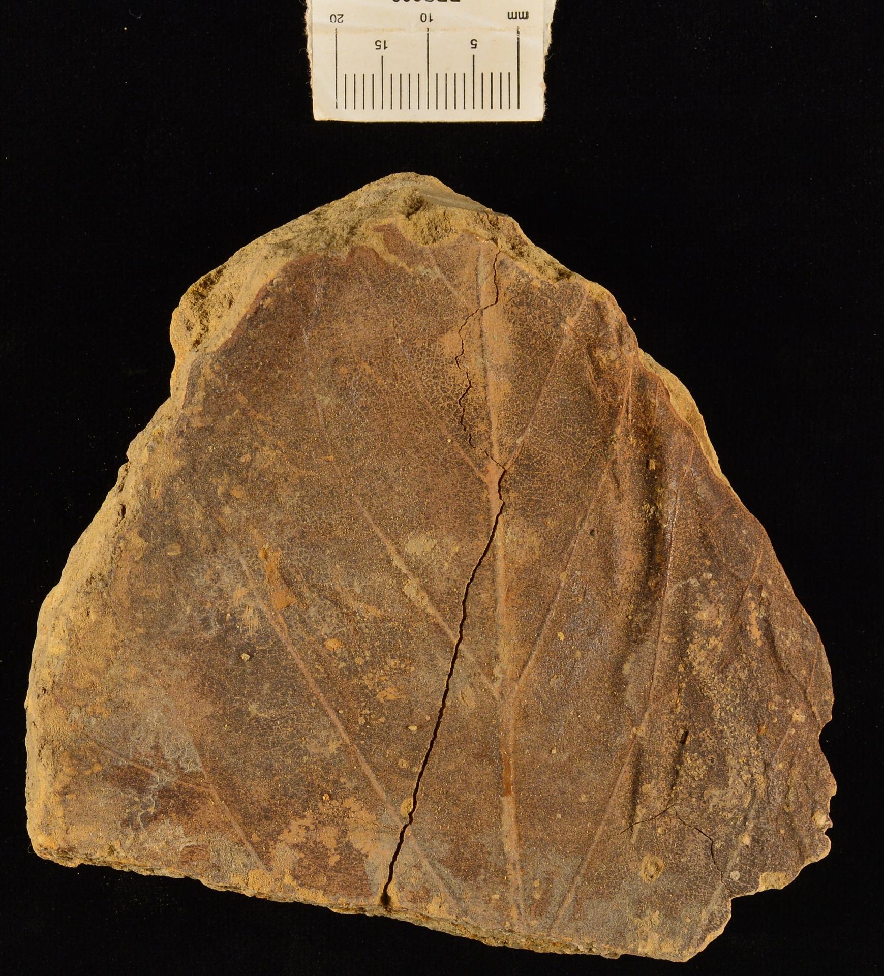 Aralia notata