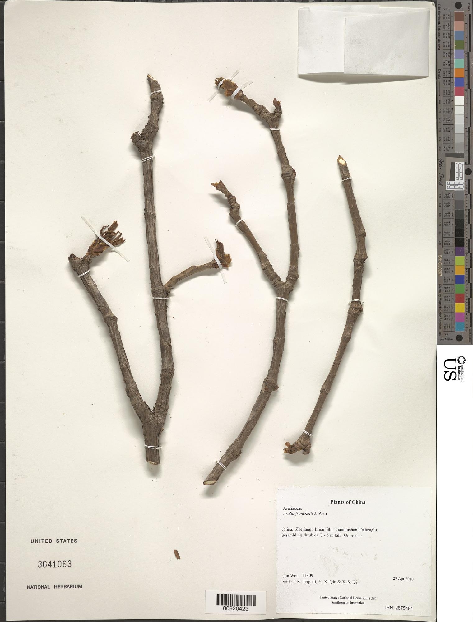 Aralia tomentella
