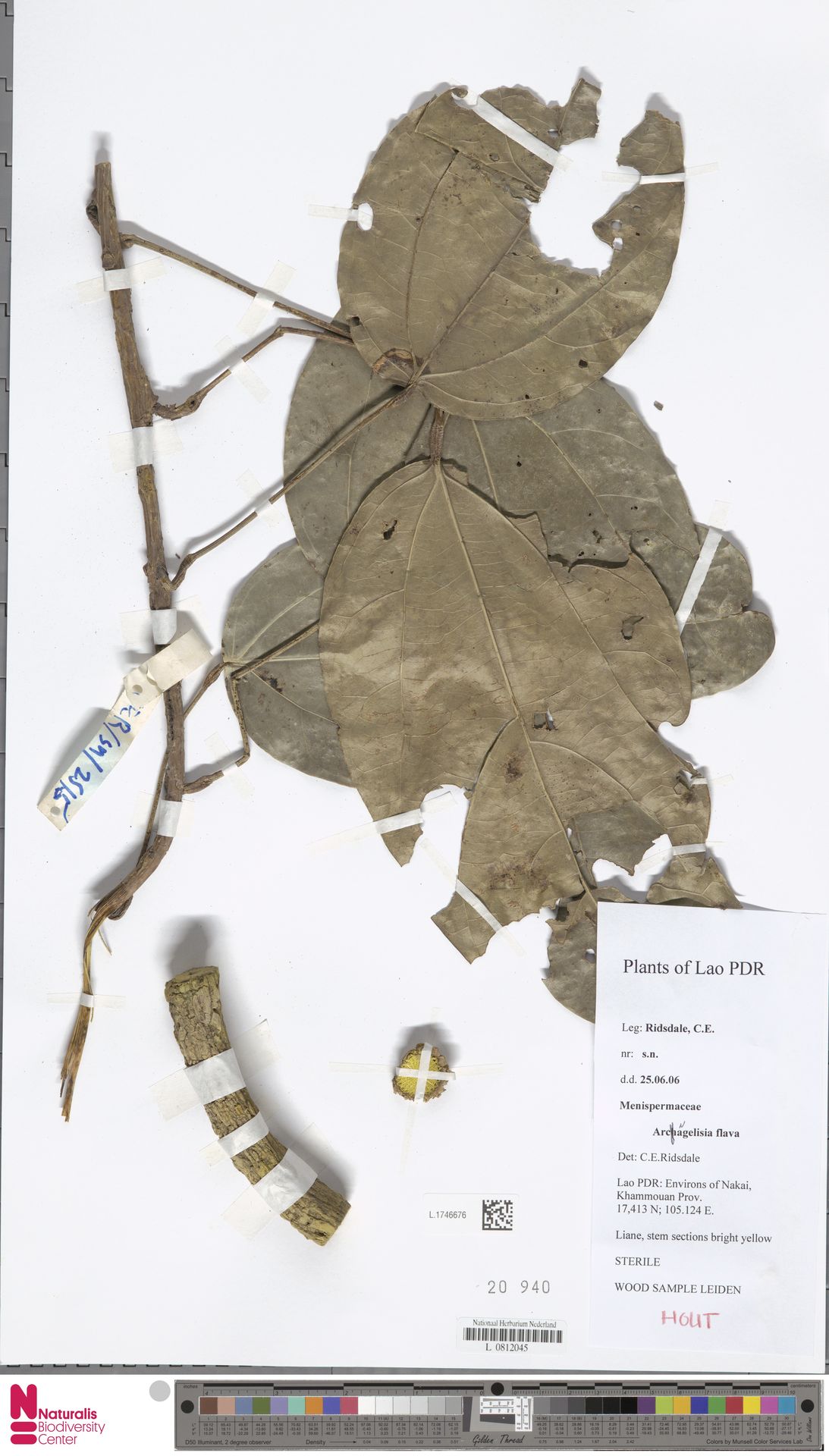 Arcangelisia flava