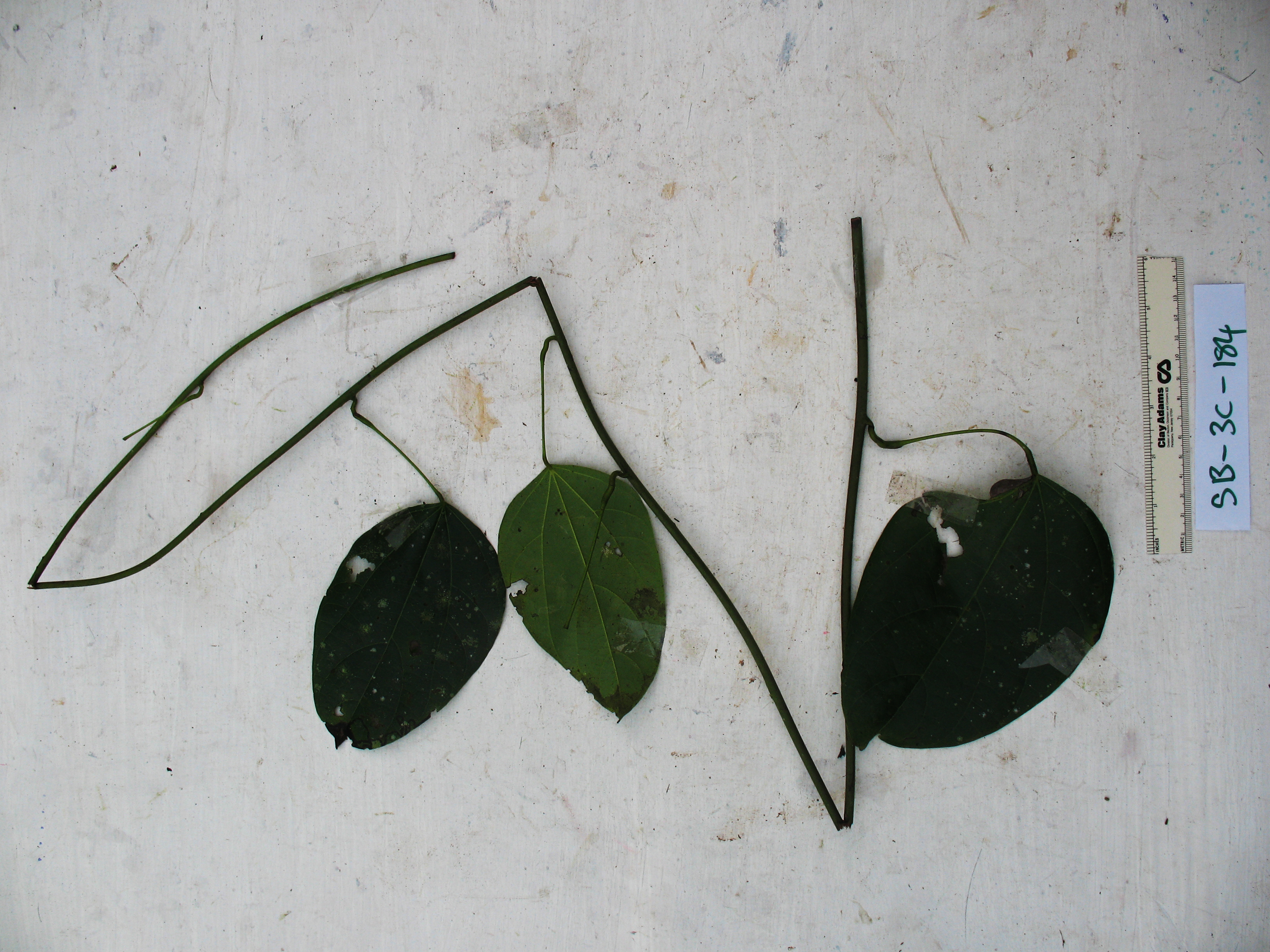 Arcangelisia tympanopoda