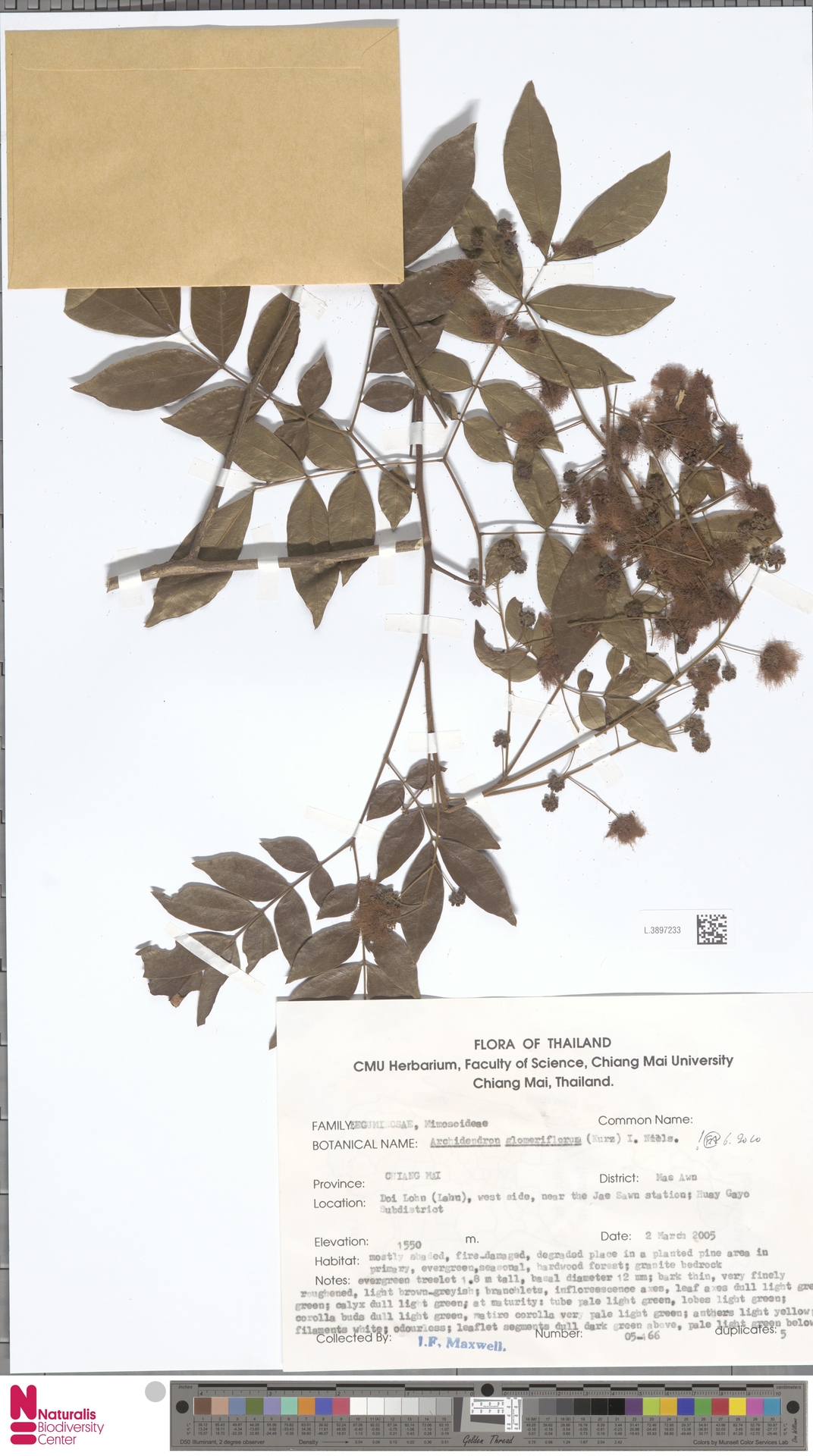 Archidendron glomeriflorum