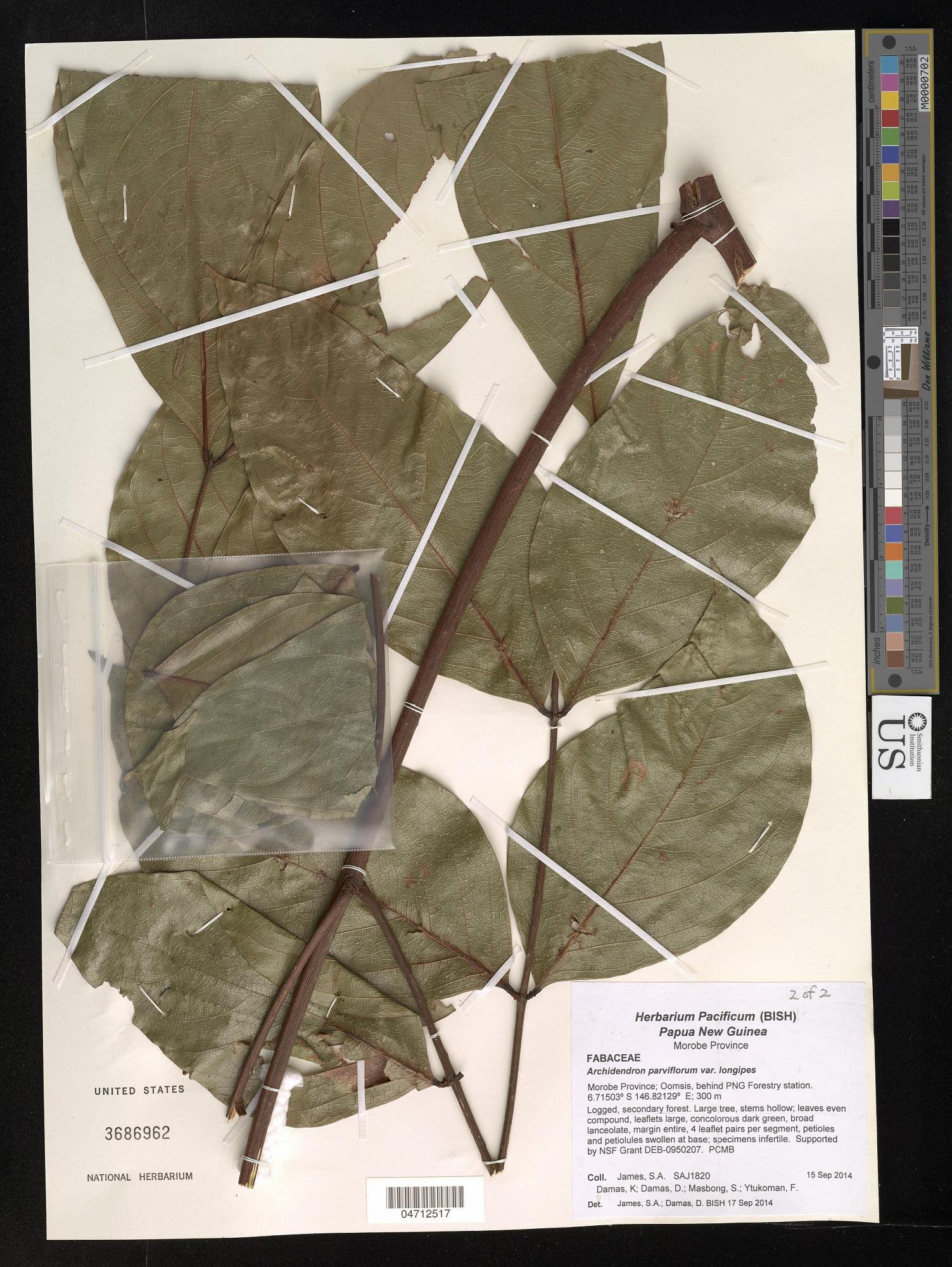 Archidendron parviflorum