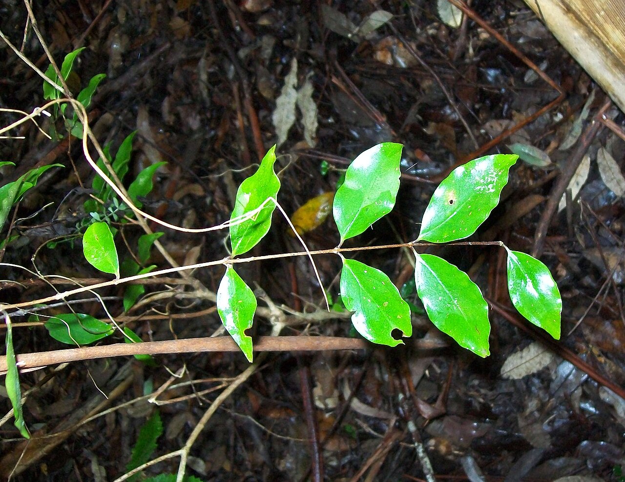 Archirhodomyrtus beckleri