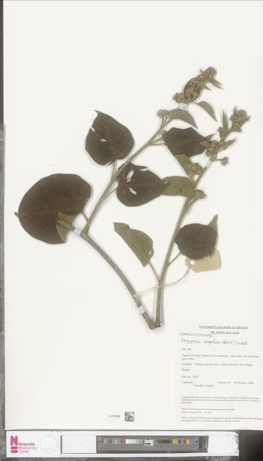 Argyreia argentea