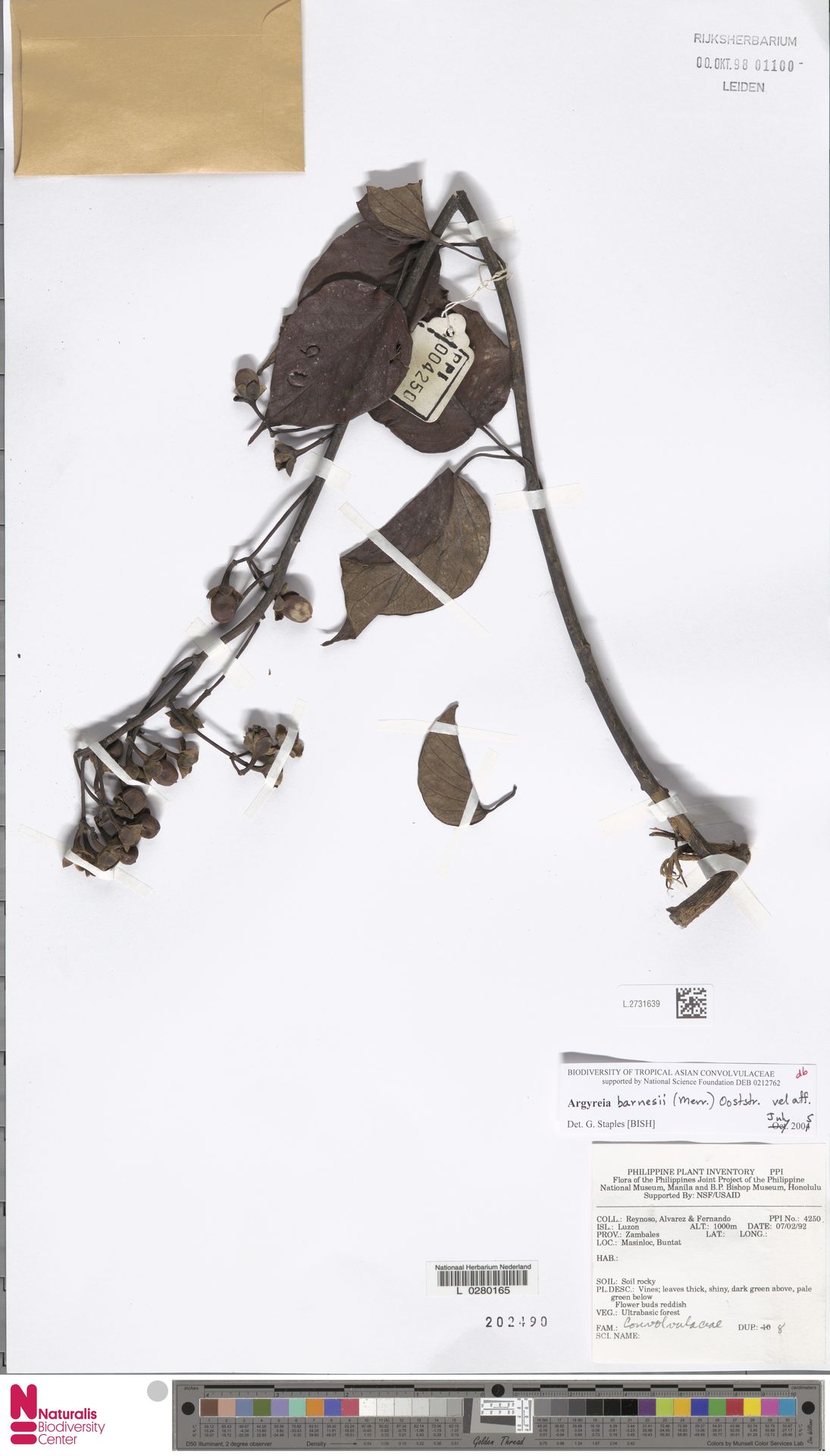 Argyreia barnesii