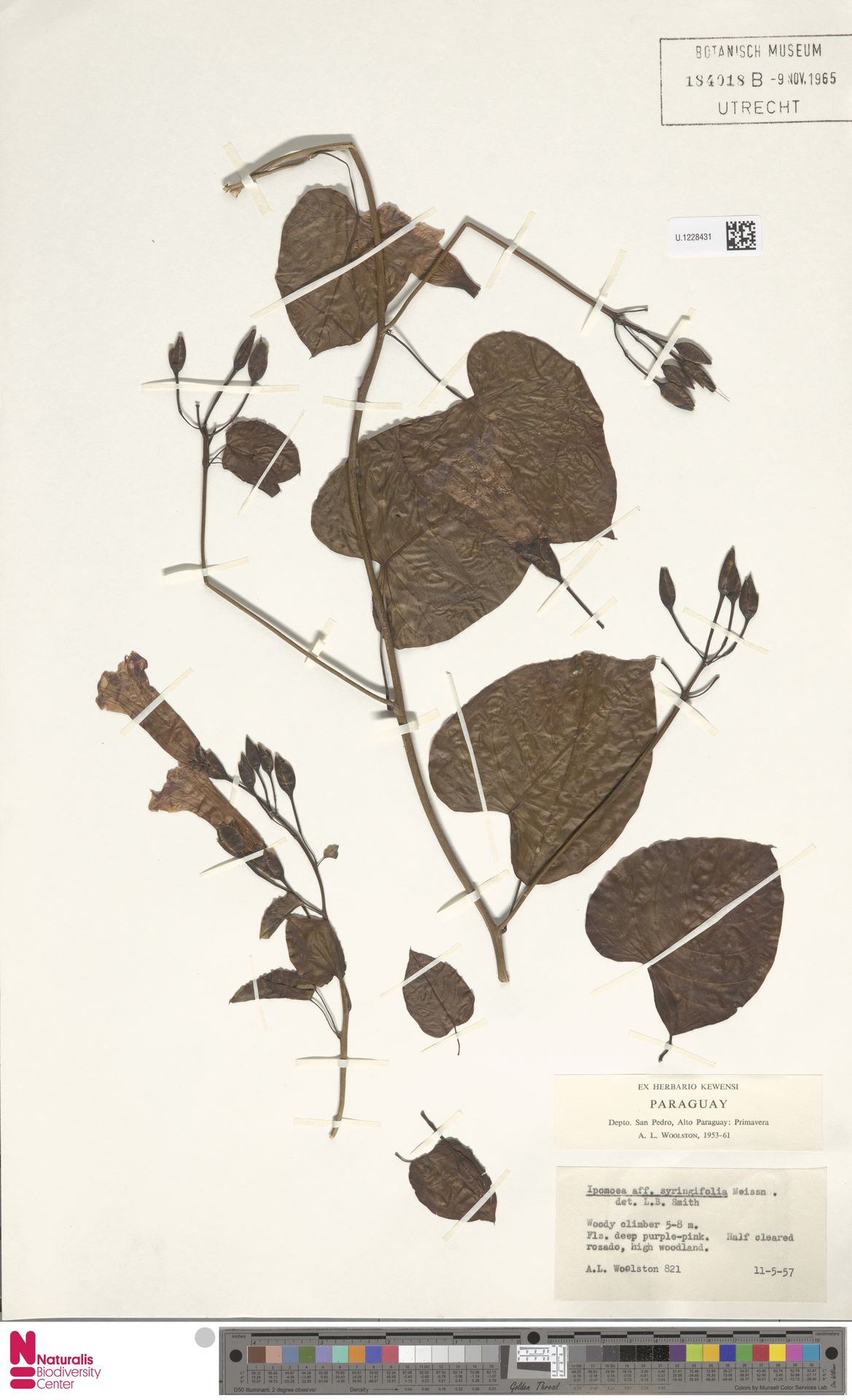 Argyreia baronii
